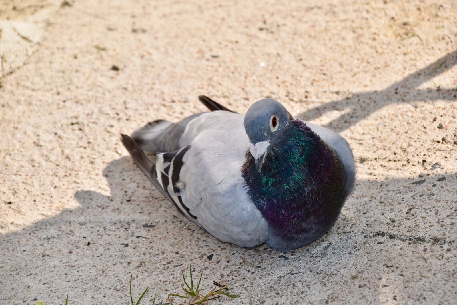 Nikon D5600 sample photo. Pigeon, homing pigeon, pigeon photography