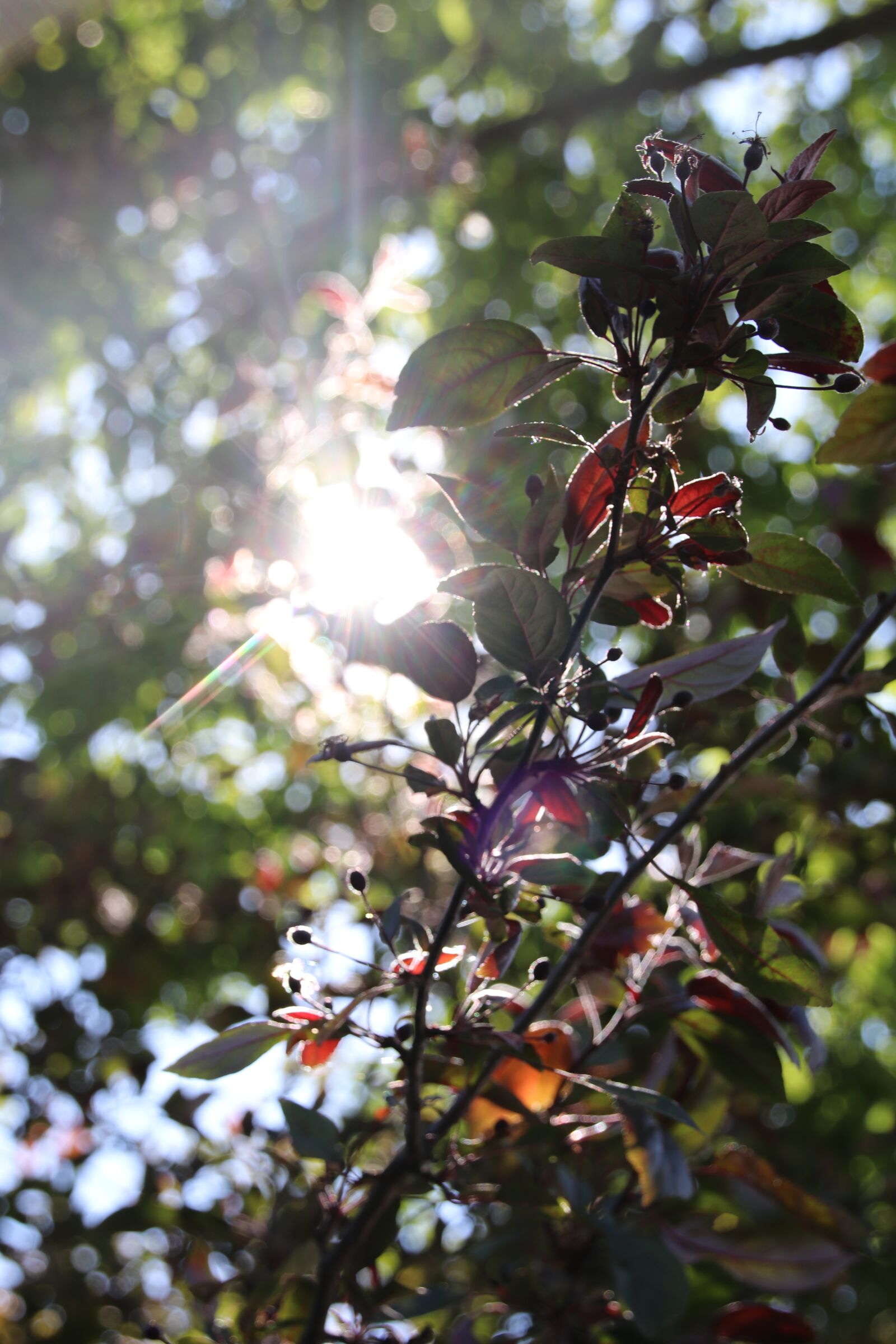 Canon EOS 80D sample photo. Nature, colors, landscape photography