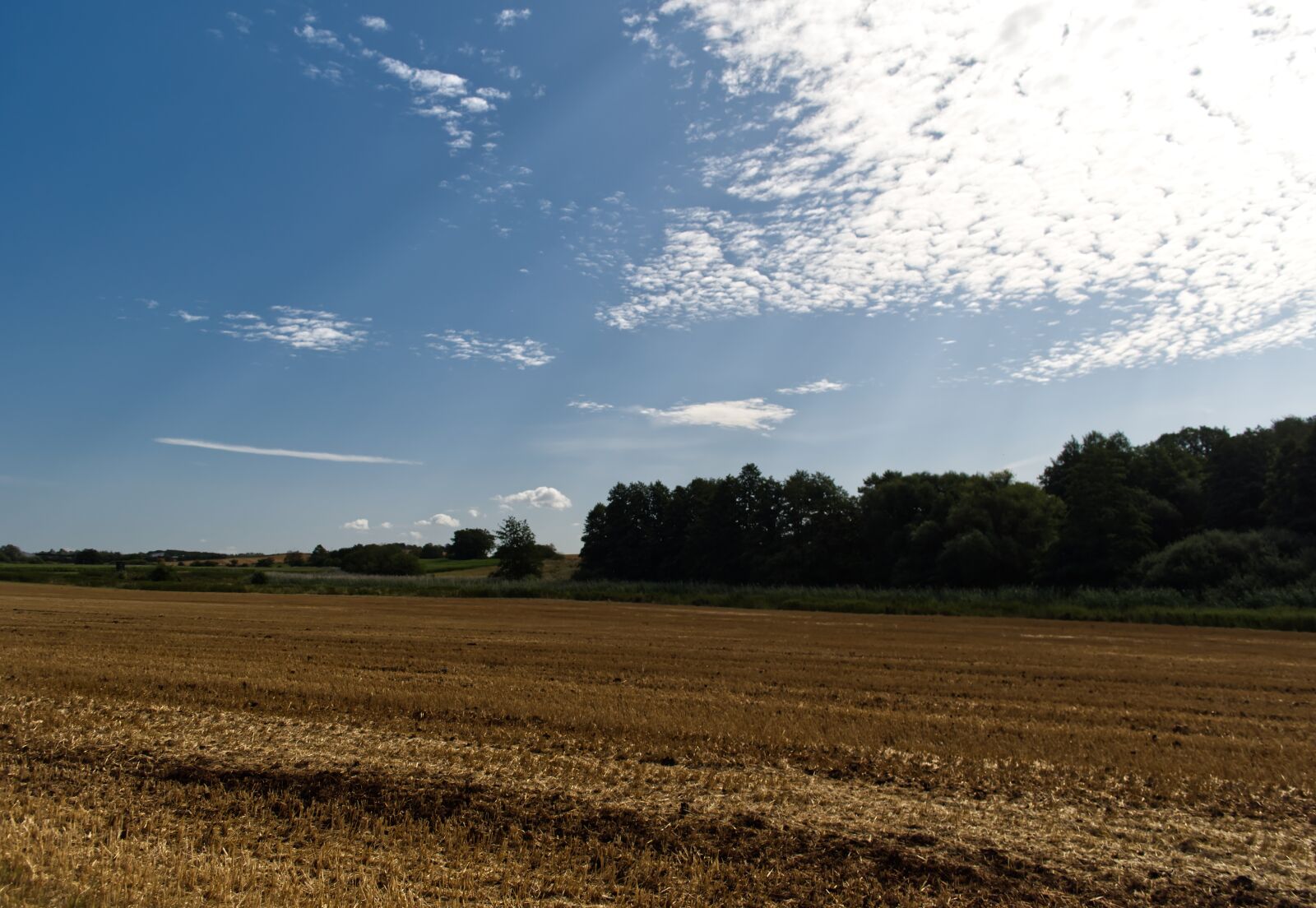 Nikon D5500 sample photo. Field, green, gold photography