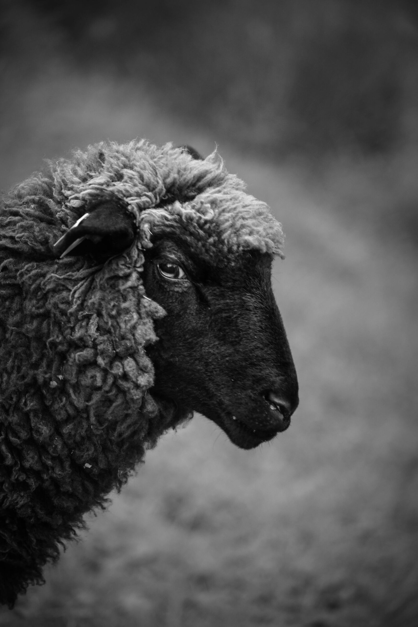 Nikon D750 sample photo. Sheep, nature, cute photography