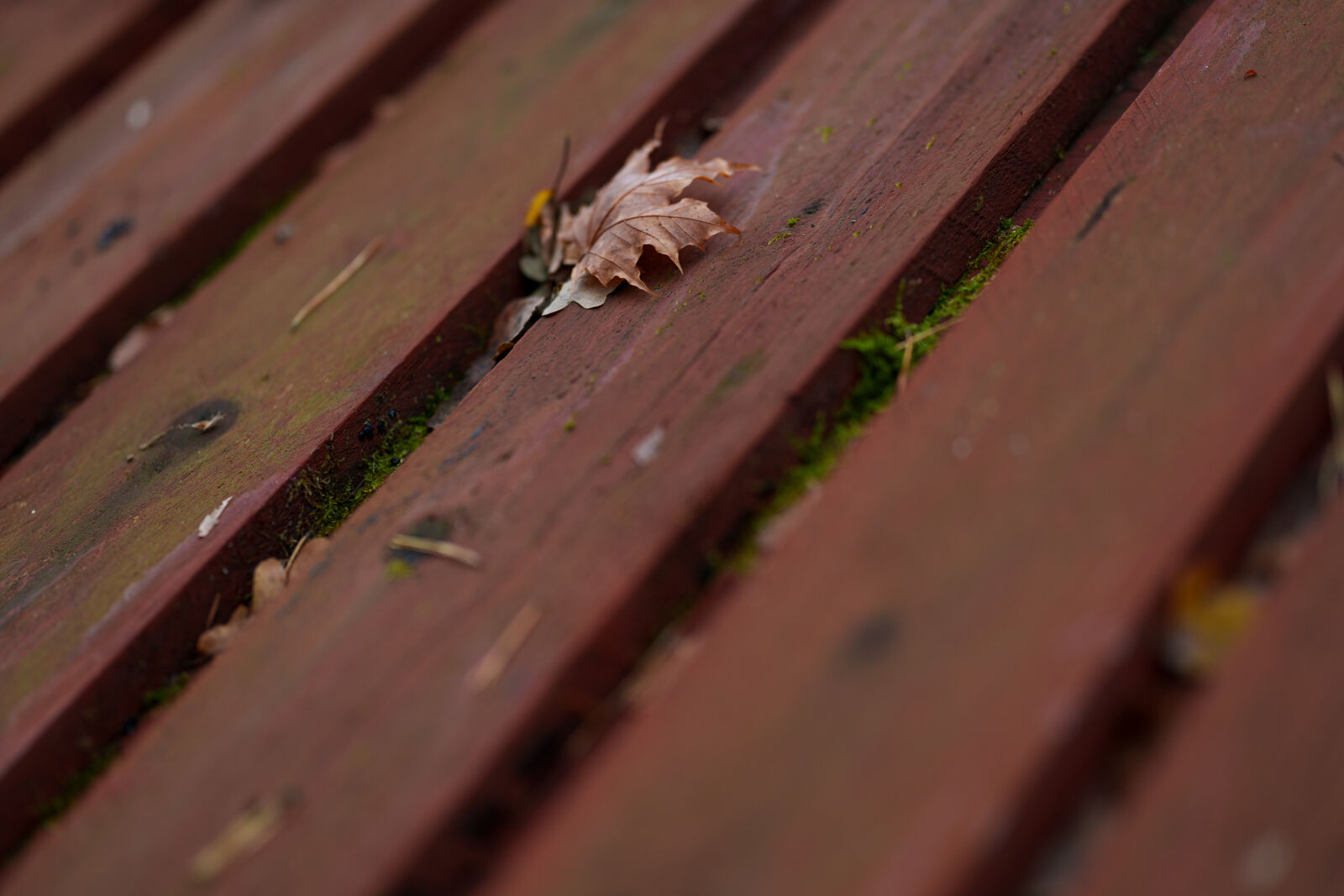 Sony FE 85mm F1.4 GM II sample photo. Autumn leaf photography