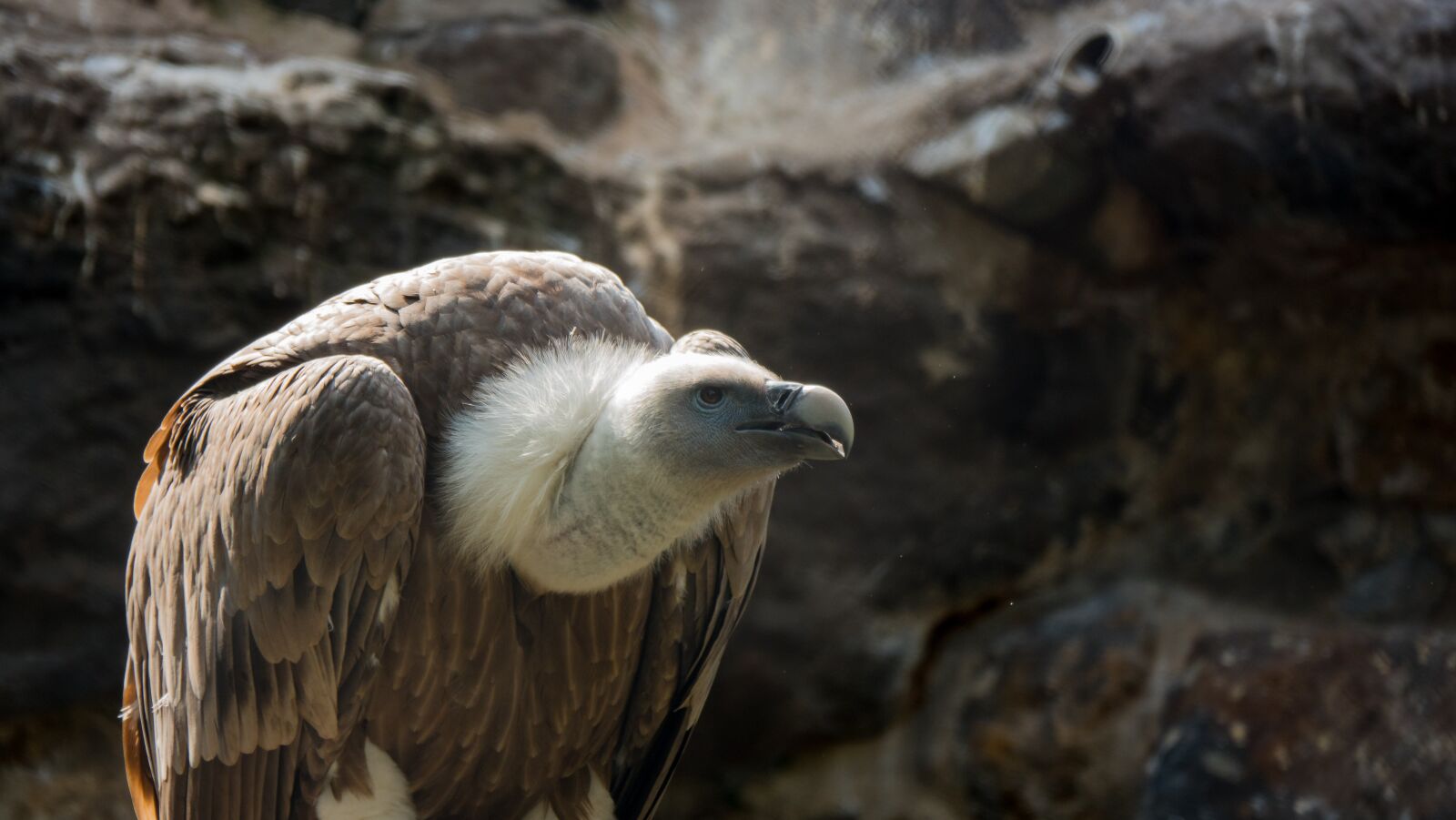 Sony Cyber-shot DSC-RX10 IV sample photo. Vulture, zoo, zoo photography photography