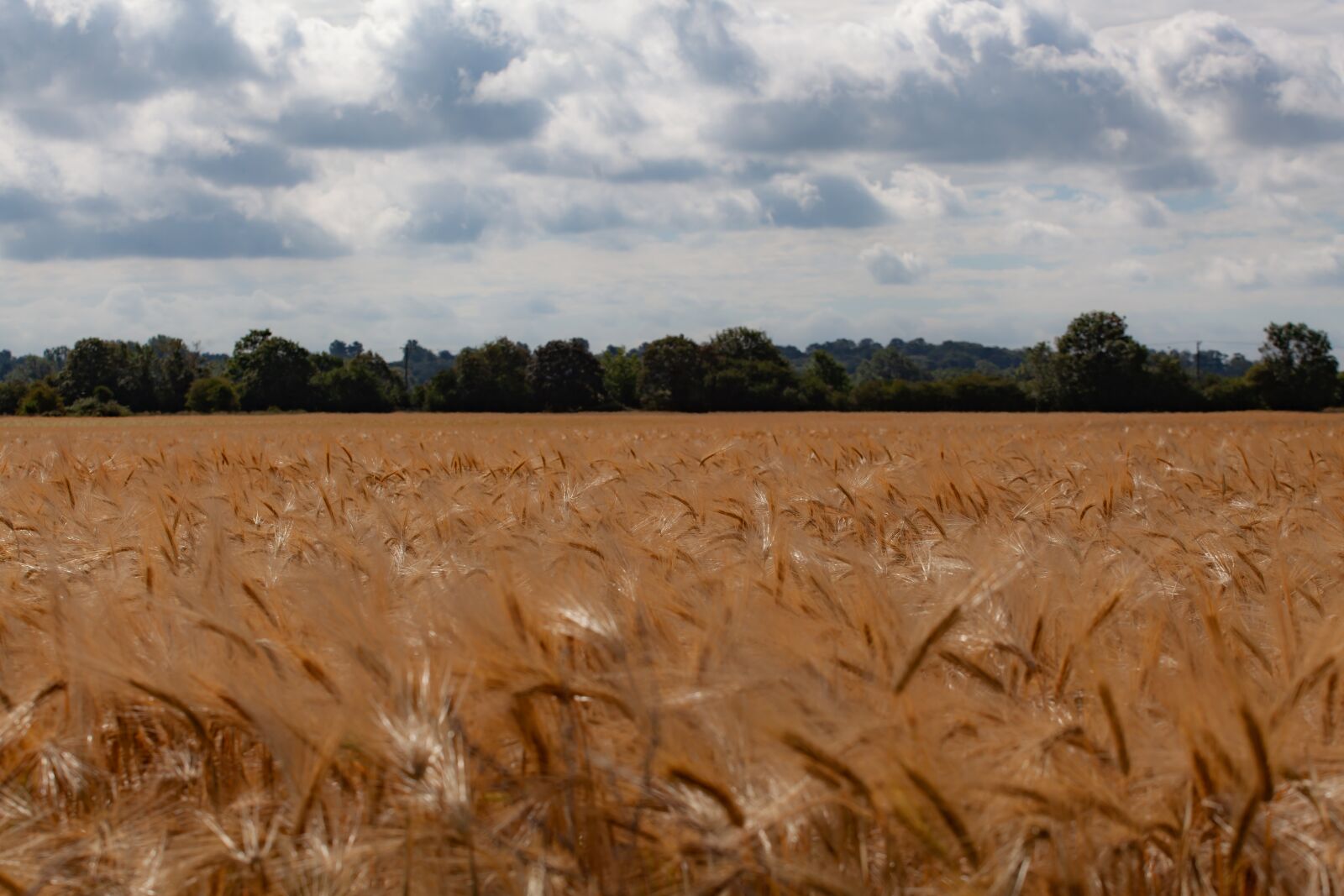 Canon EF 70-200mm F4L USM sample photo. Wheat field, barley fad photography