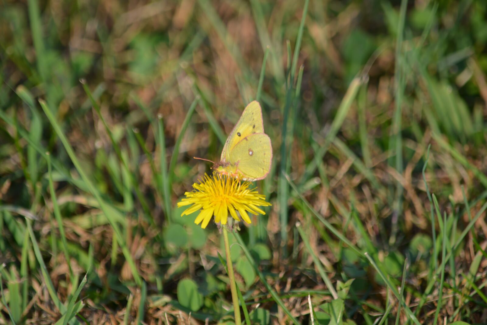 Nikon D5200 sample photo. Butterfly, nature, grass photography