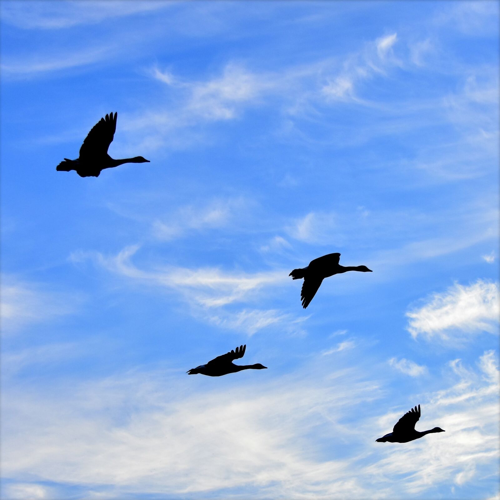 Nikon D7200 sample photo. Geese, air, birds photography