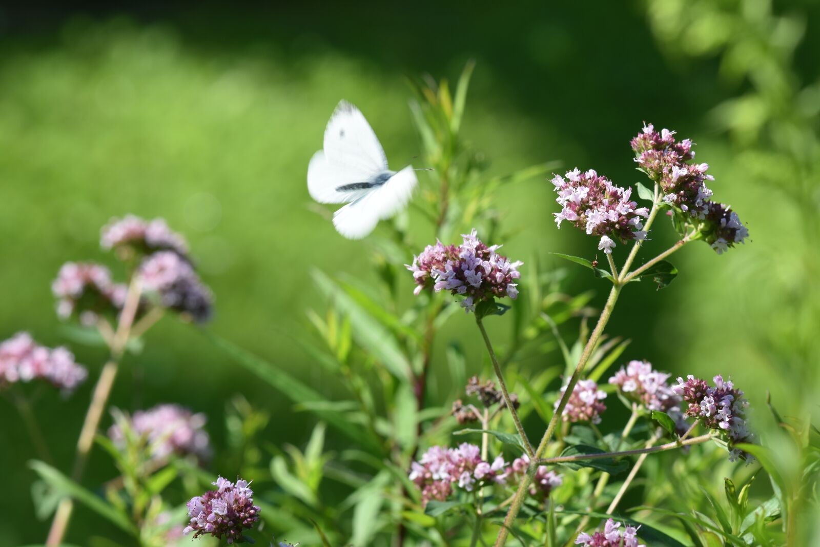 Nikon D5500 sample photo. Oregano, butterfly, garden photography