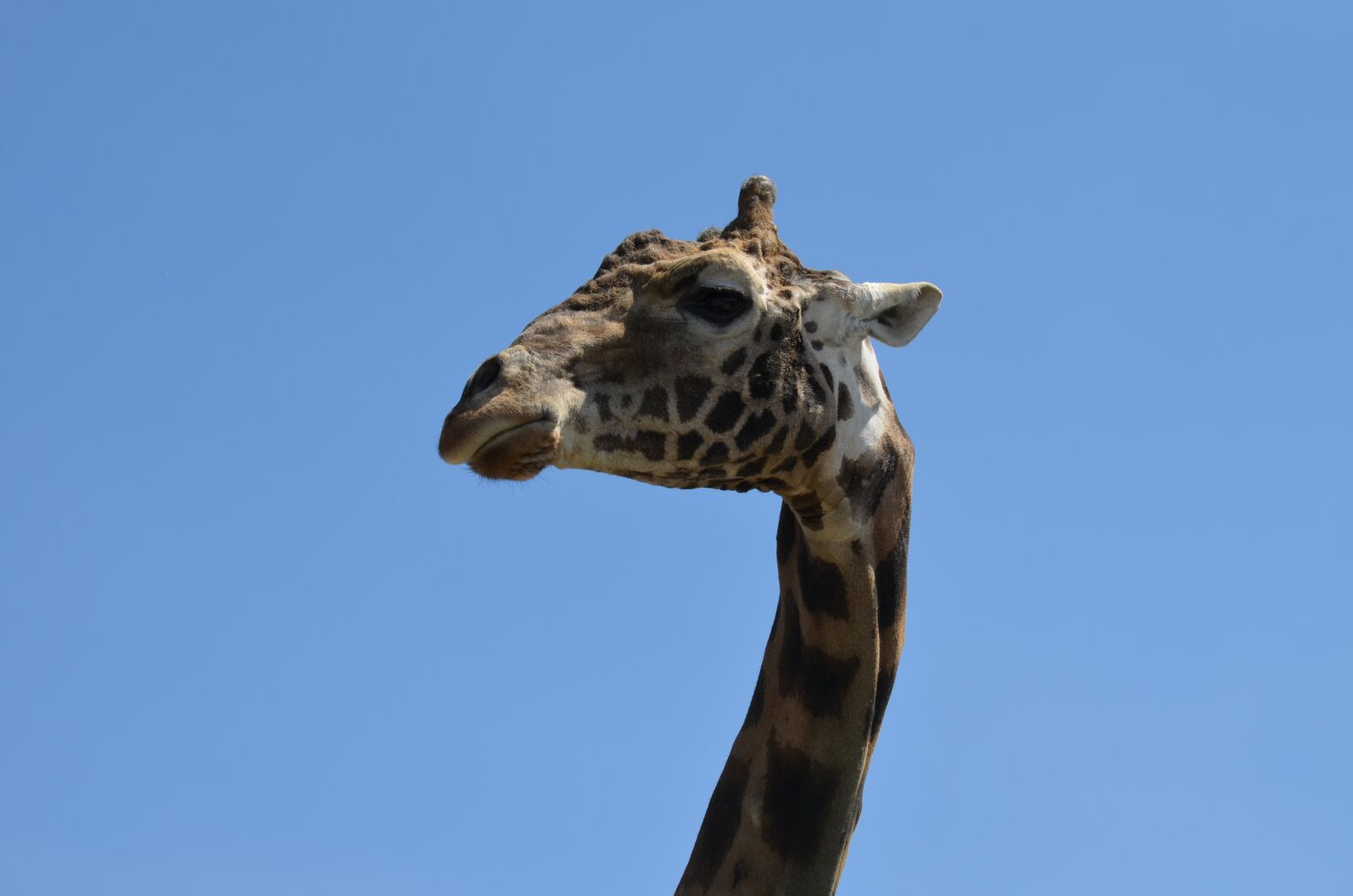 Nikon D5100 sample photo. Giraffe, animal, zoo photography