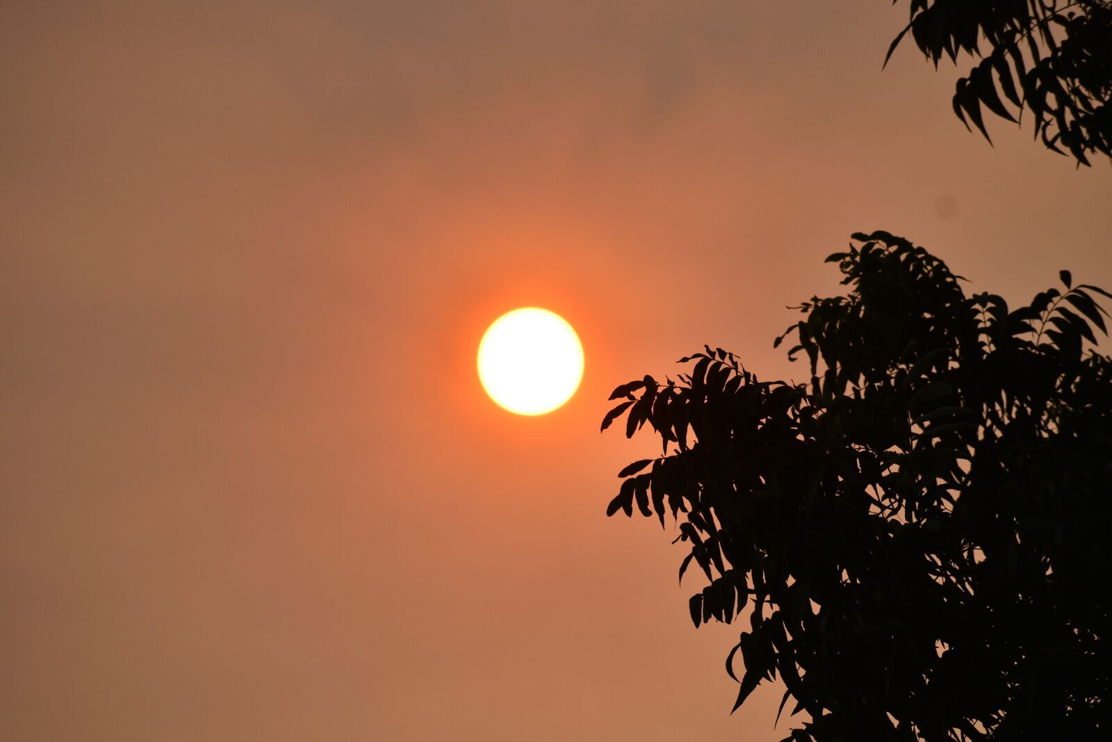 Nikon D3500 sample photo. Sun, heat wave, summer photography