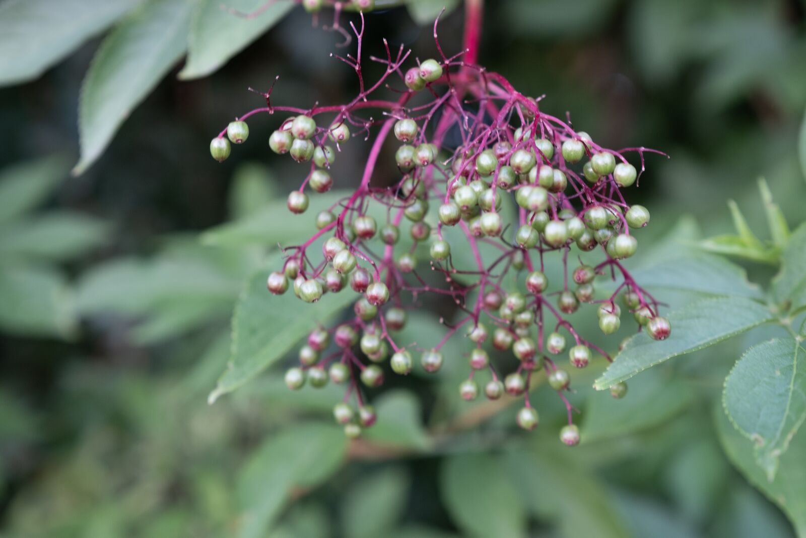 Fujifilm X-T2 sample photo. Tree shrub, berries, immature photography