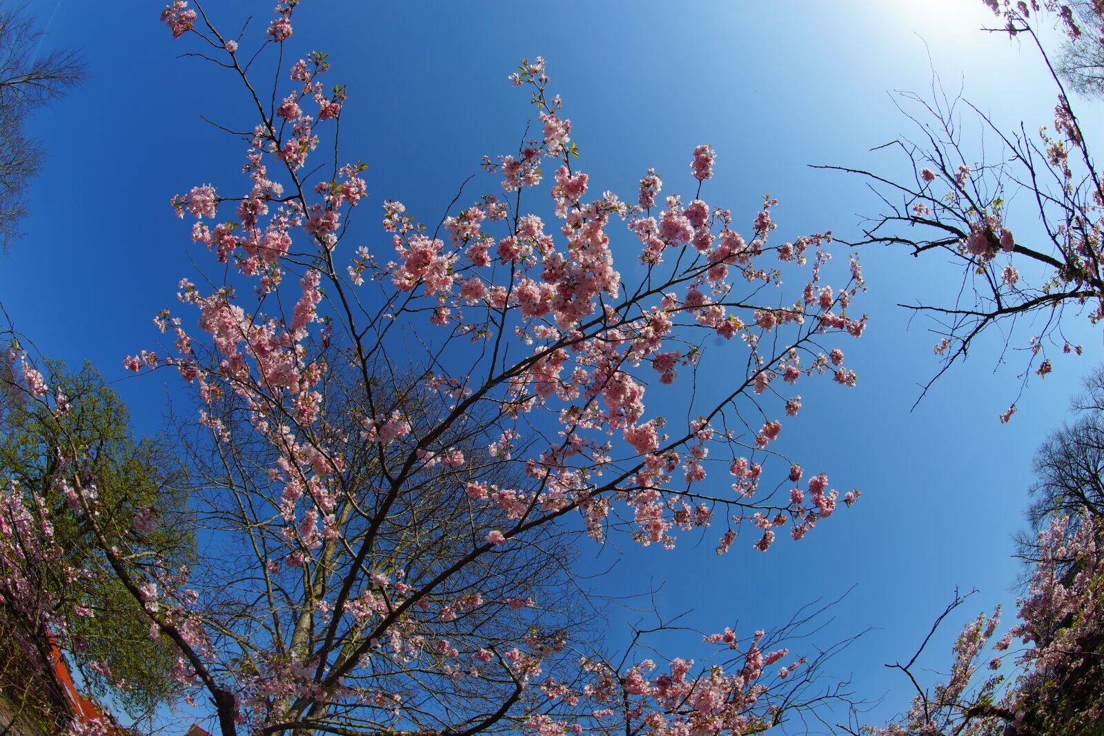 Sony 16mm F2.8 Fisheye sample photo. Japanese cherry trees, blossom photography