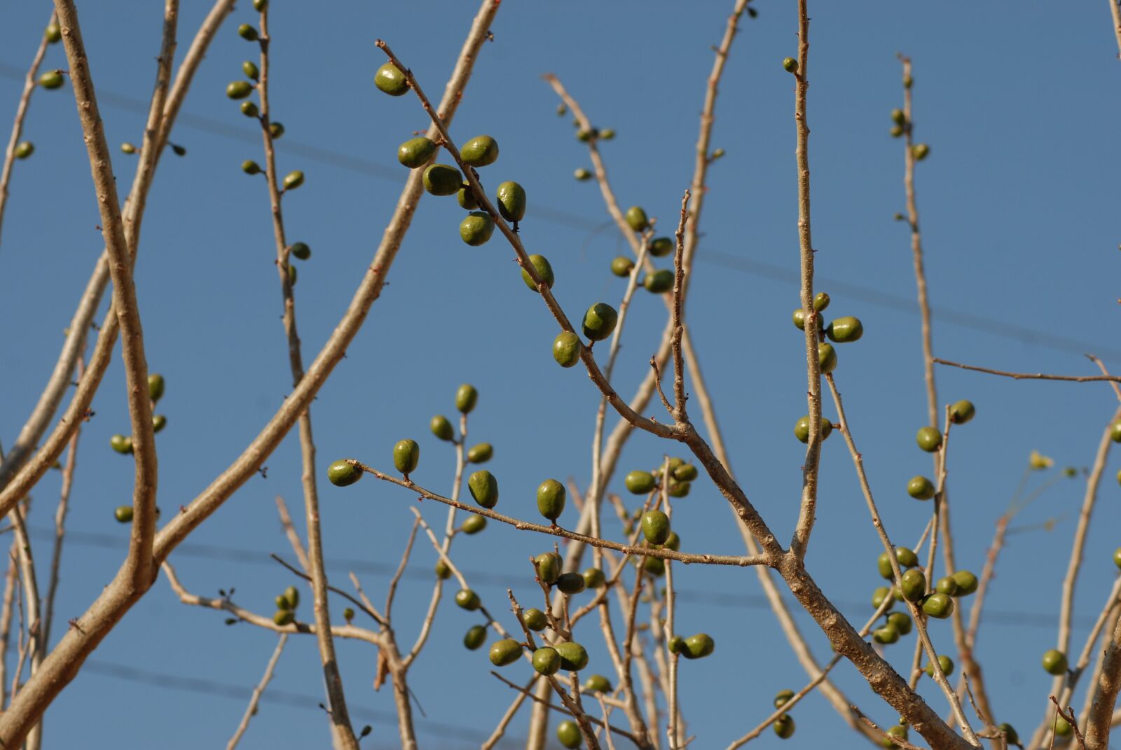 Nikon D200 sample photo. Plum, branches, tree photography