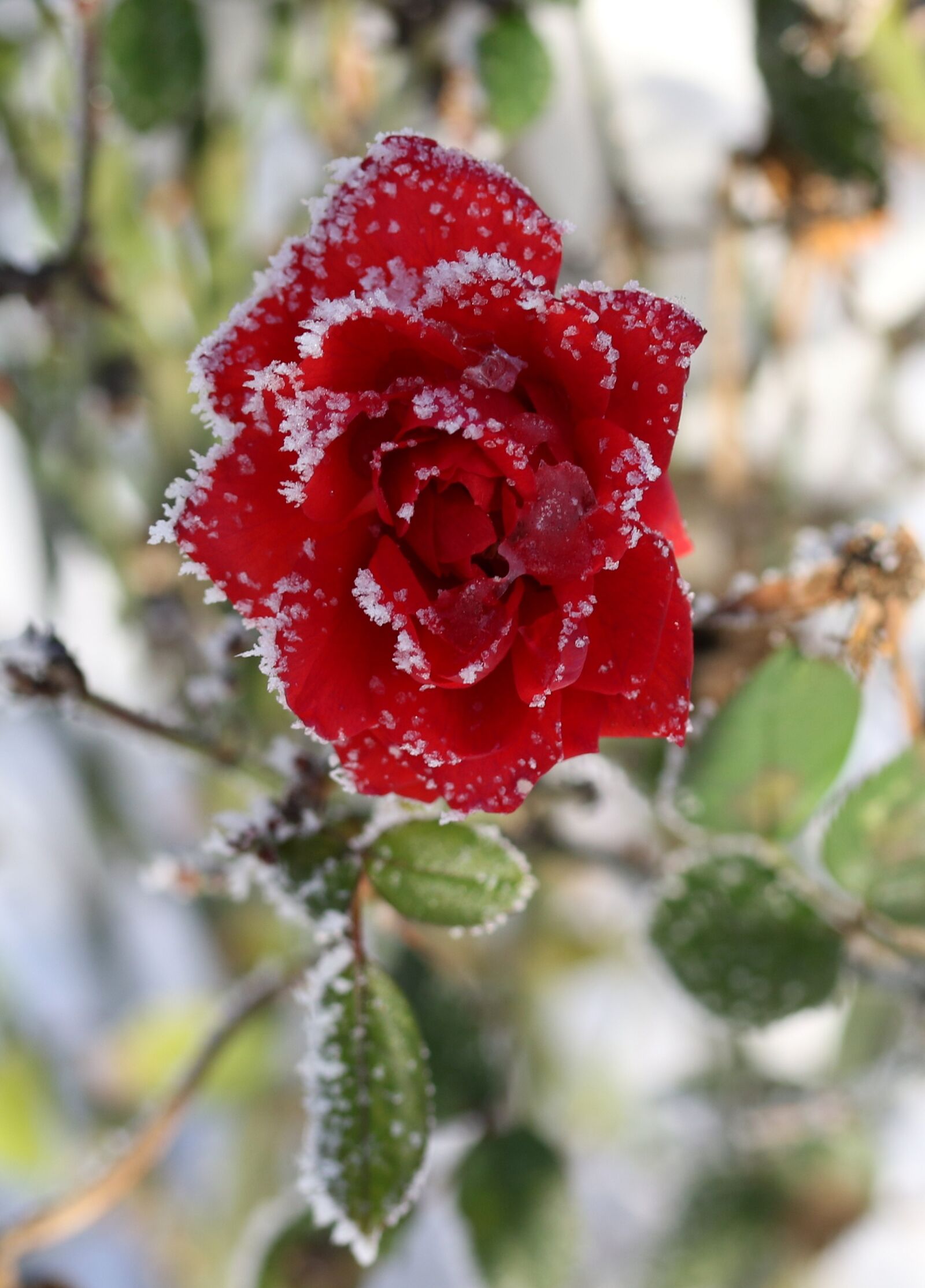 Canon EF-S 60mm F2.8 Macro USM sample photo. Rose, frozen, red photography