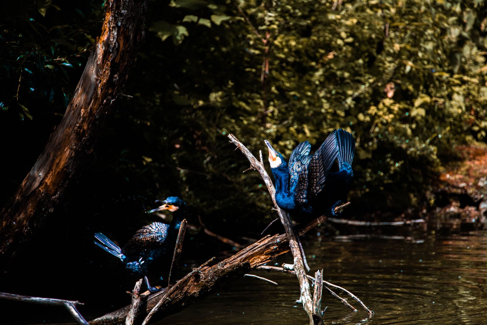 Nikon D850 sample photo. Cormorant, bird, river photography