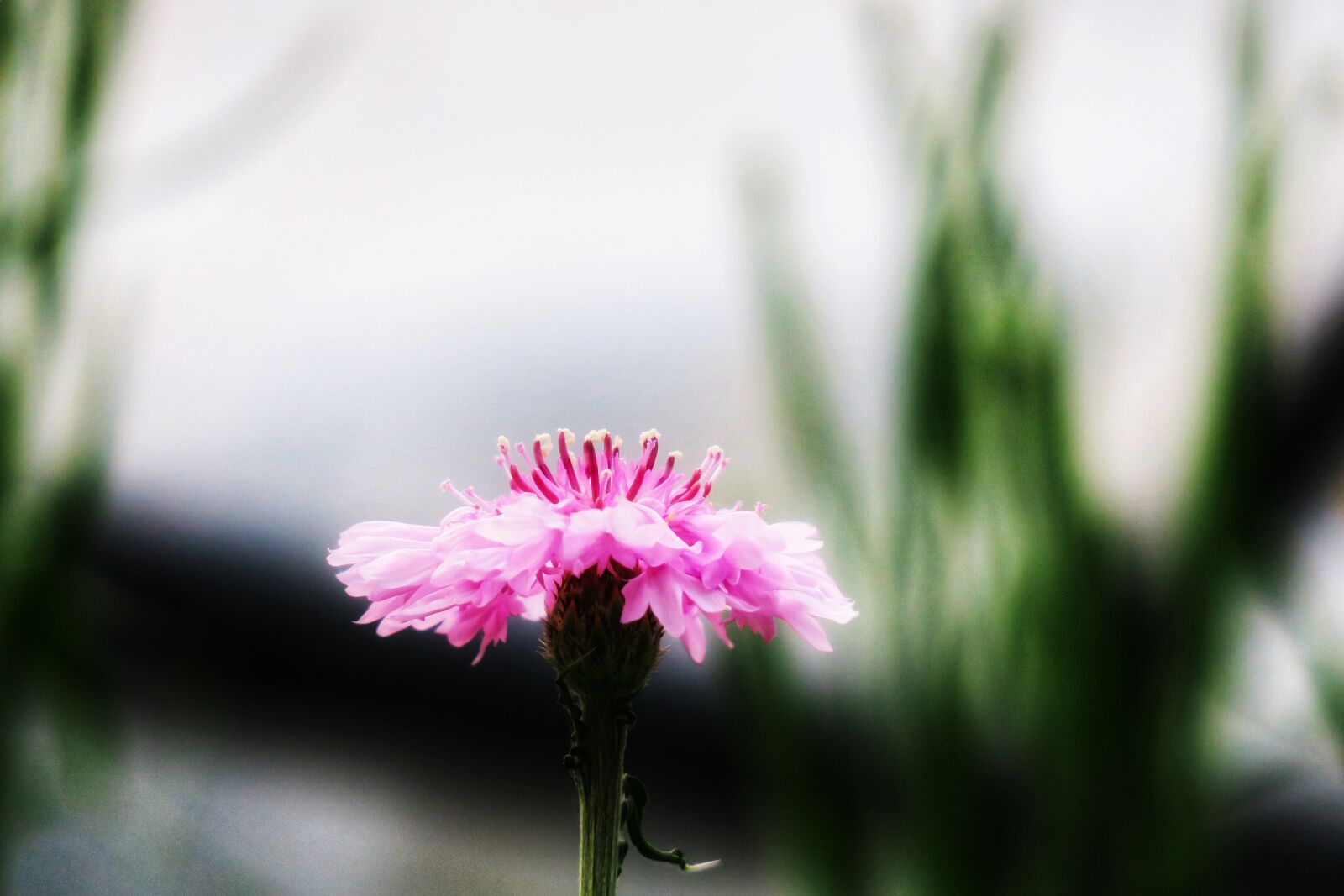 Canon PowerShot G3 X sample photo. Nature, plant, flower photography