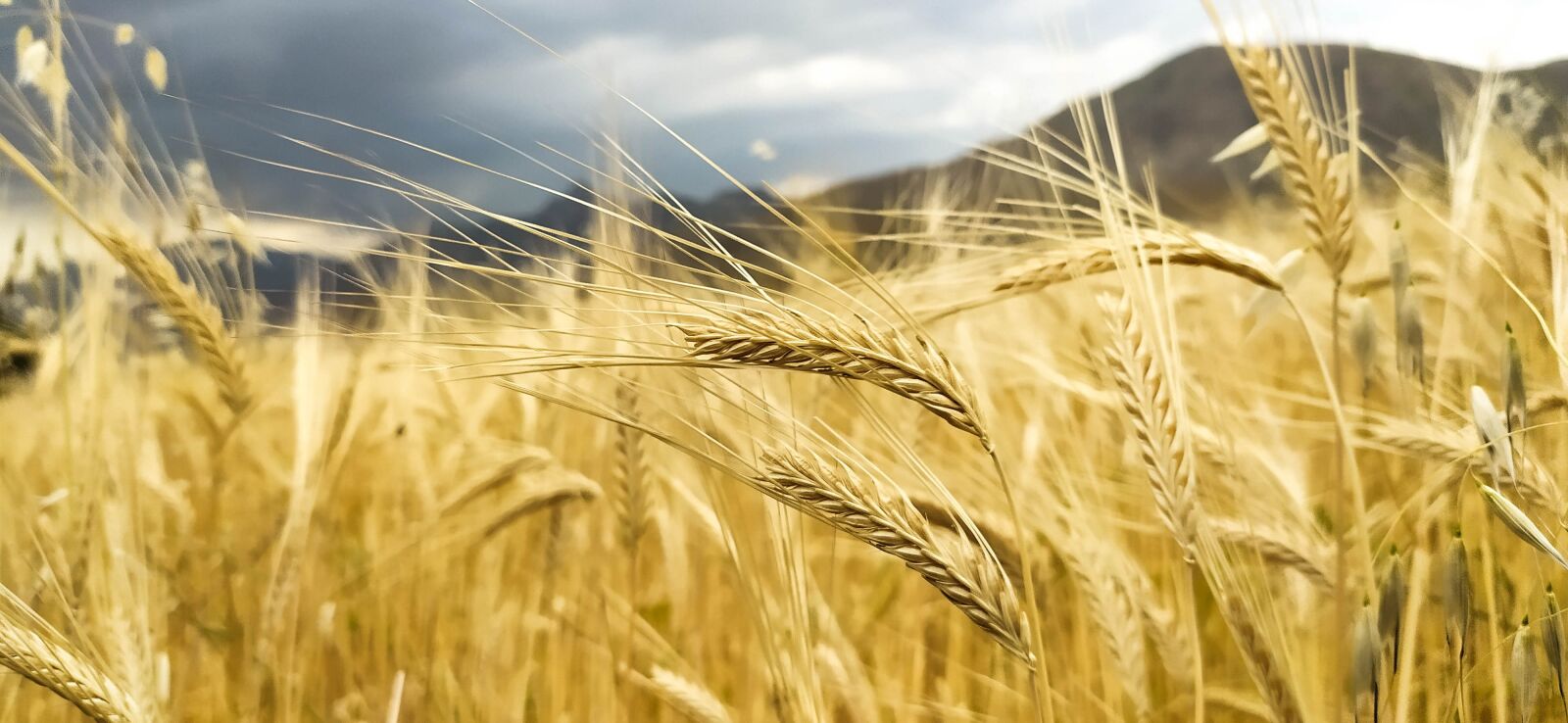 Xiaomi Redmi Note 8 sample photo. Wheat, farming, summer photography
