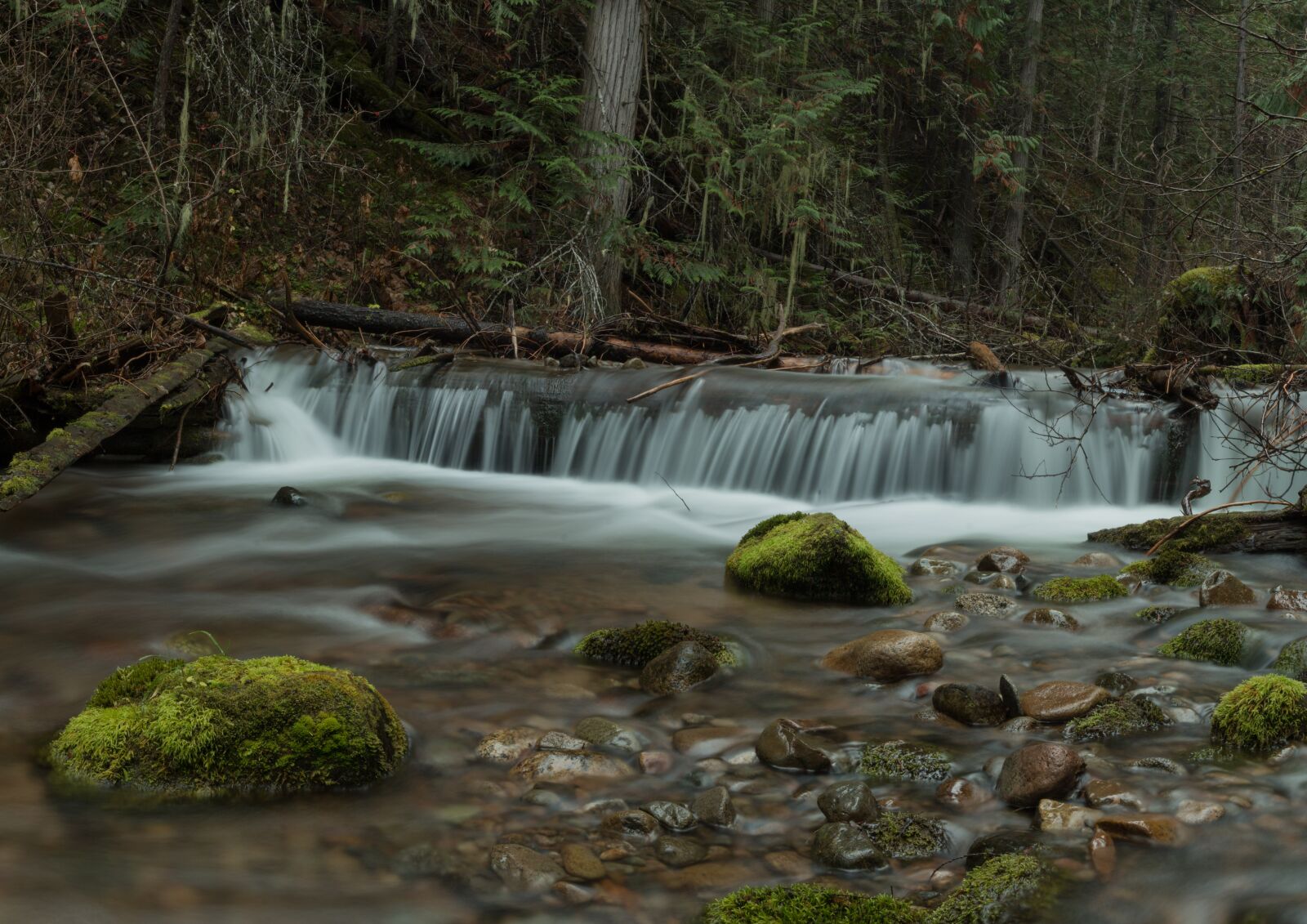 Canon EF 24-70mm F2.8L II USM sample photo. Water, nature, moss photography