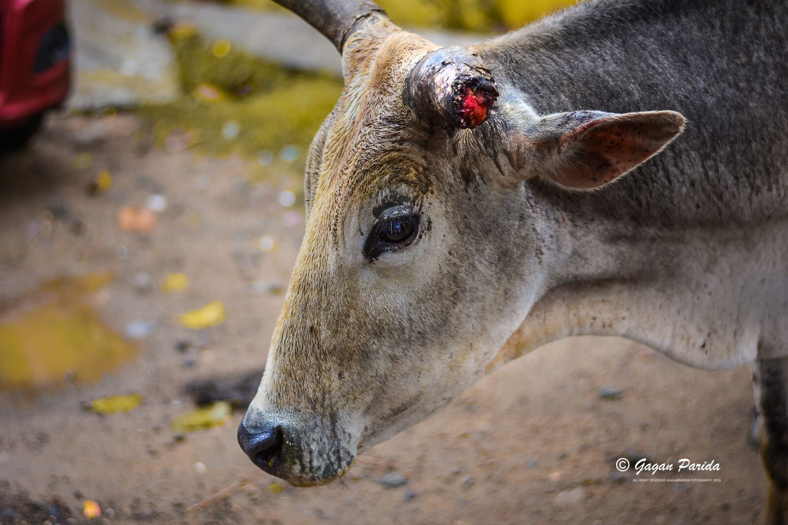 Nikon D7200 sample photo. India, cow, animal photography