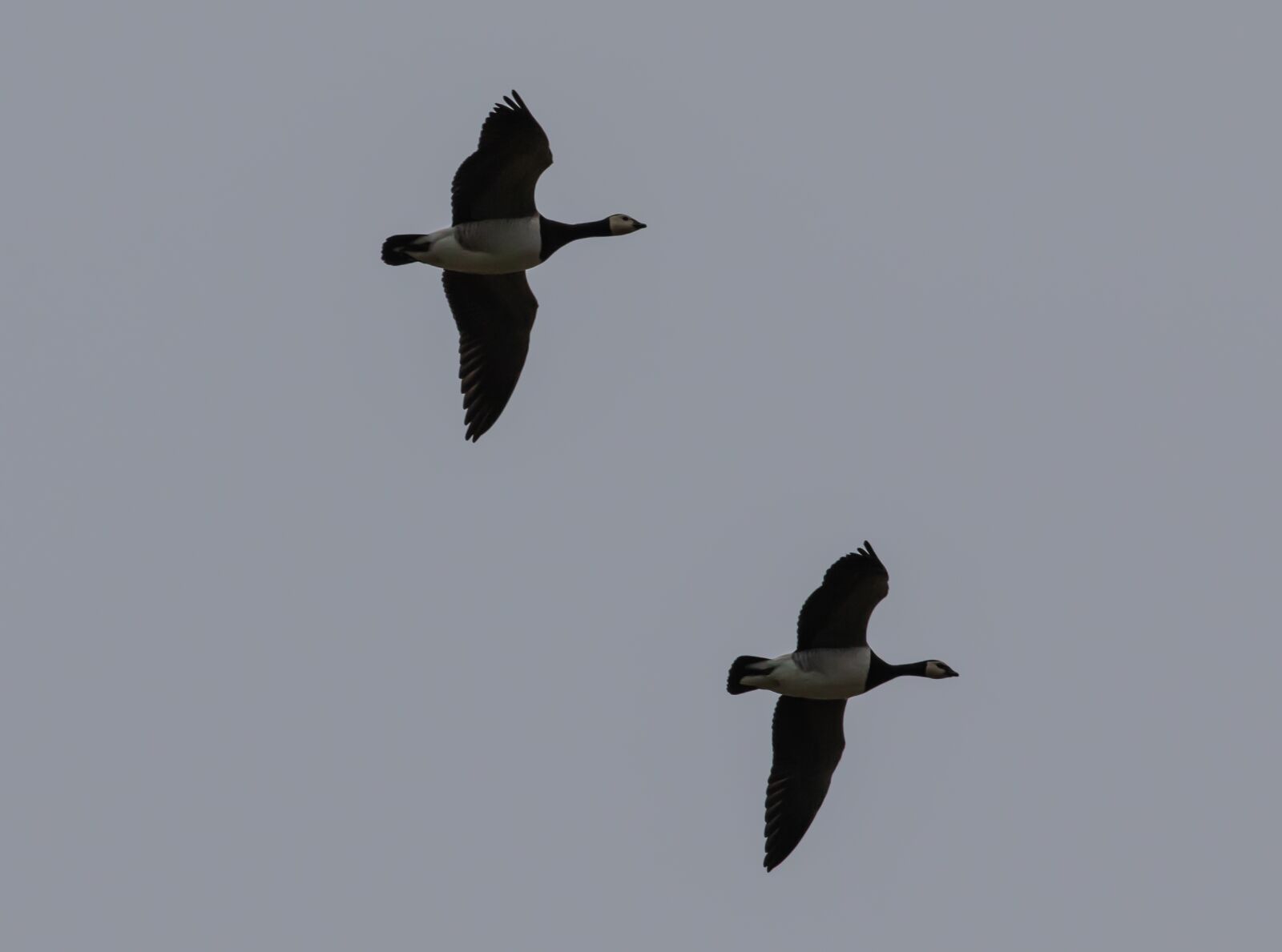 Canon EF 70-200mm F4L USM sample photo. Geese in flight, sunrise photography