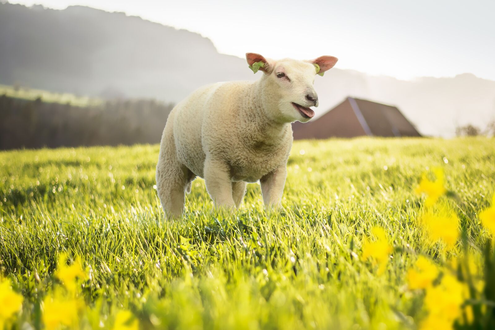 Nikon D5200 sample photo. Spring, meadow, sheep photography