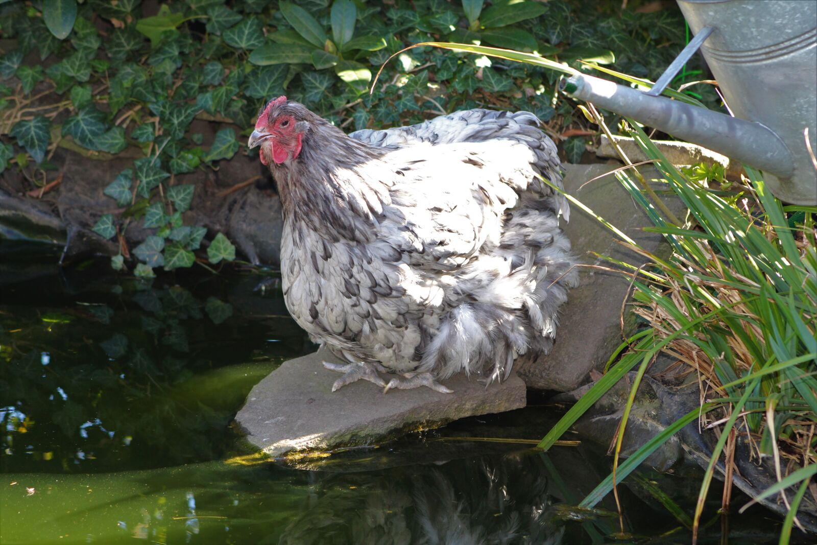 Canon EOS 2000D (EOS Rebel T7 / EOS Kiss X90 / EOS 1500D) sample photo. Chicken, hen, poultry photography