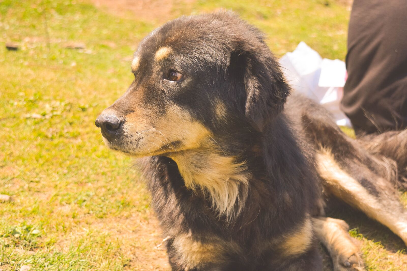 Nikon D5200 sample photo. Dog, grass, filter photography