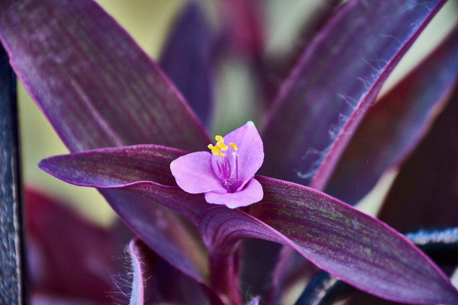 Nikon D7200 sample photo. Flower, garden, plant photography