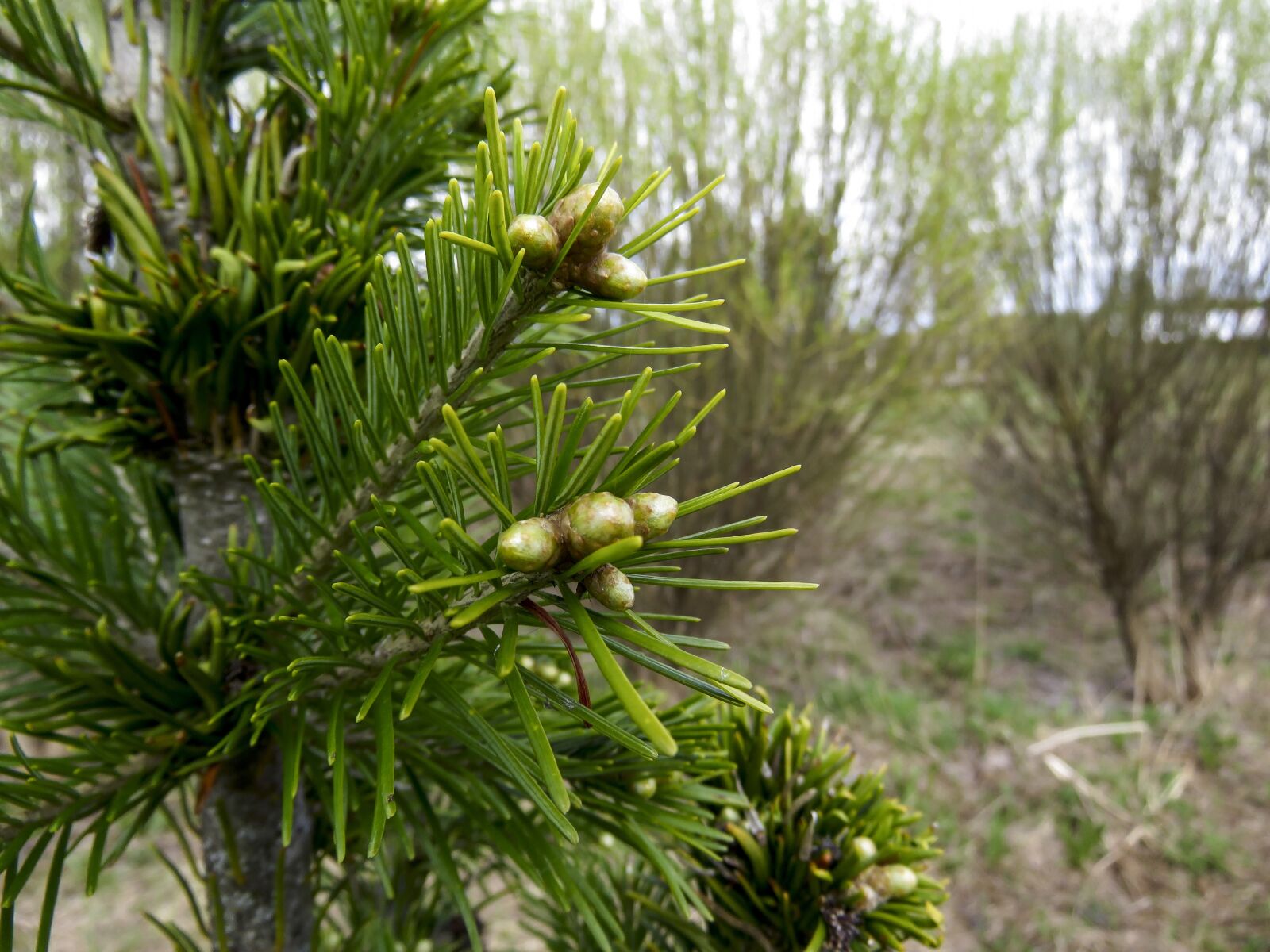 Canon PowerShot SX60 HS sample photo. Abies, needle, kidney photography