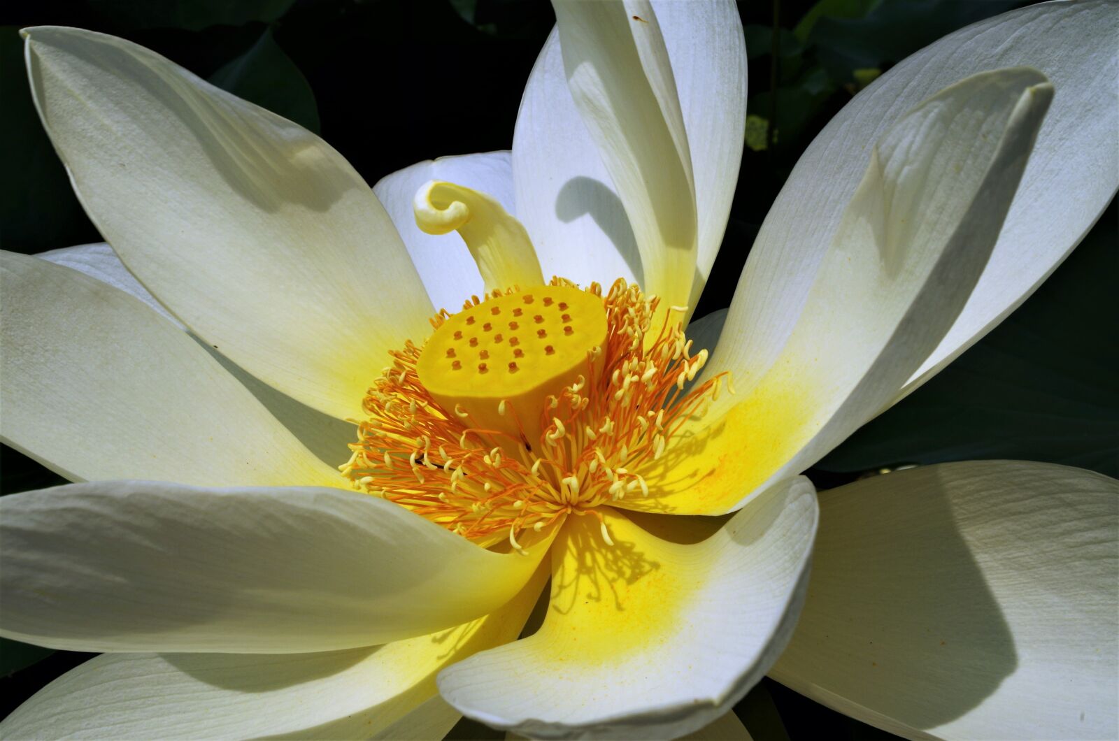 Pentax K-50 sample photo. Flower, white flower, petals photography