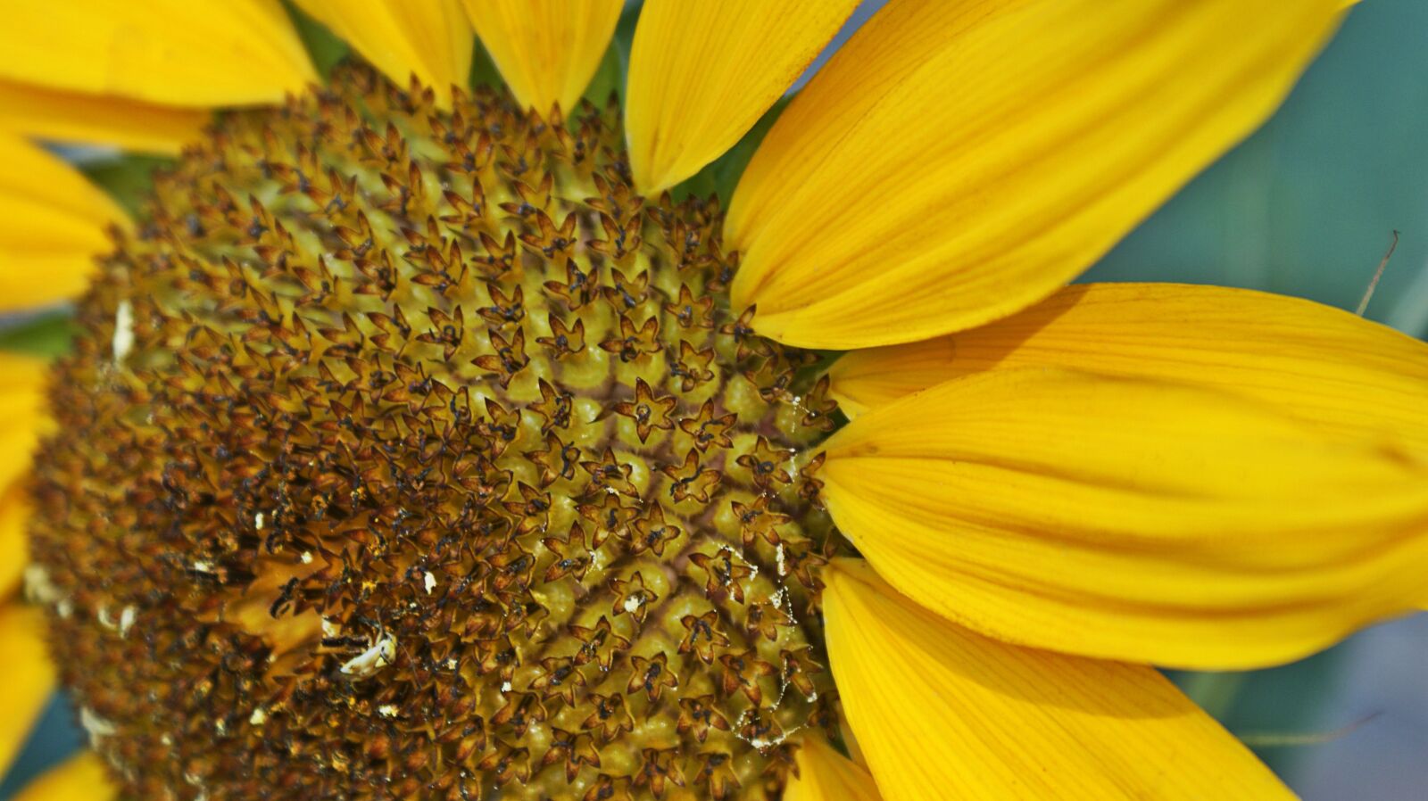 Sony Alpha DSLR-A350 sample photo. Sunflower, detail, seeds photography