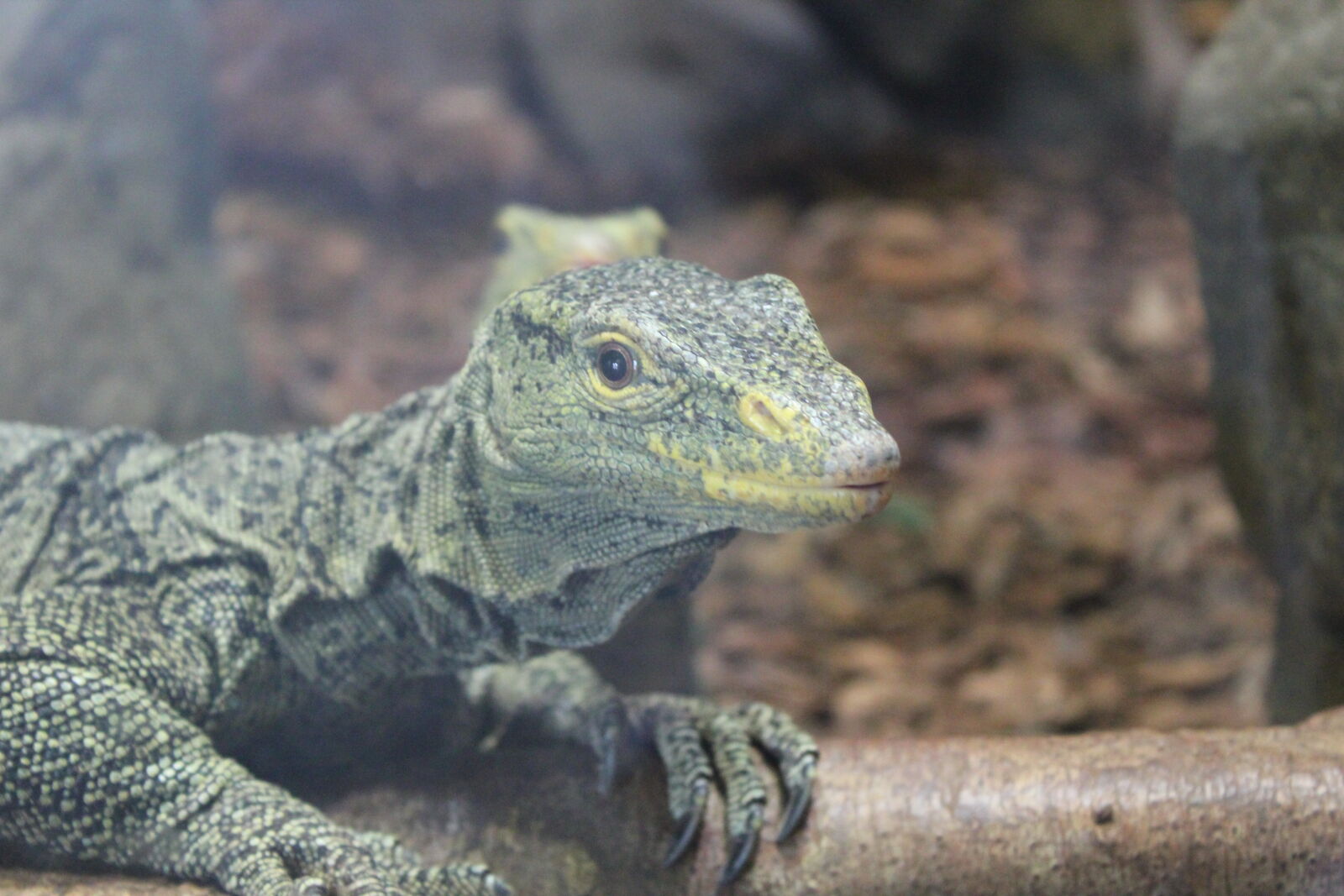 Canon EOS 550D (EOS Rebel T2i / EOS Kiss X4) sample photo. Close, up, of, lizard photography