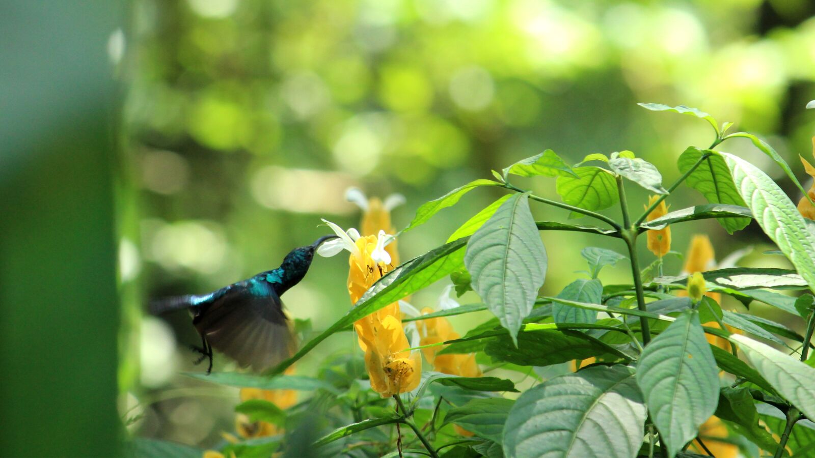 Canon EOS 1300D (EOS Rebel T6 / EOS Kiss X80) sample photo. Kerala, india, sunbird photography