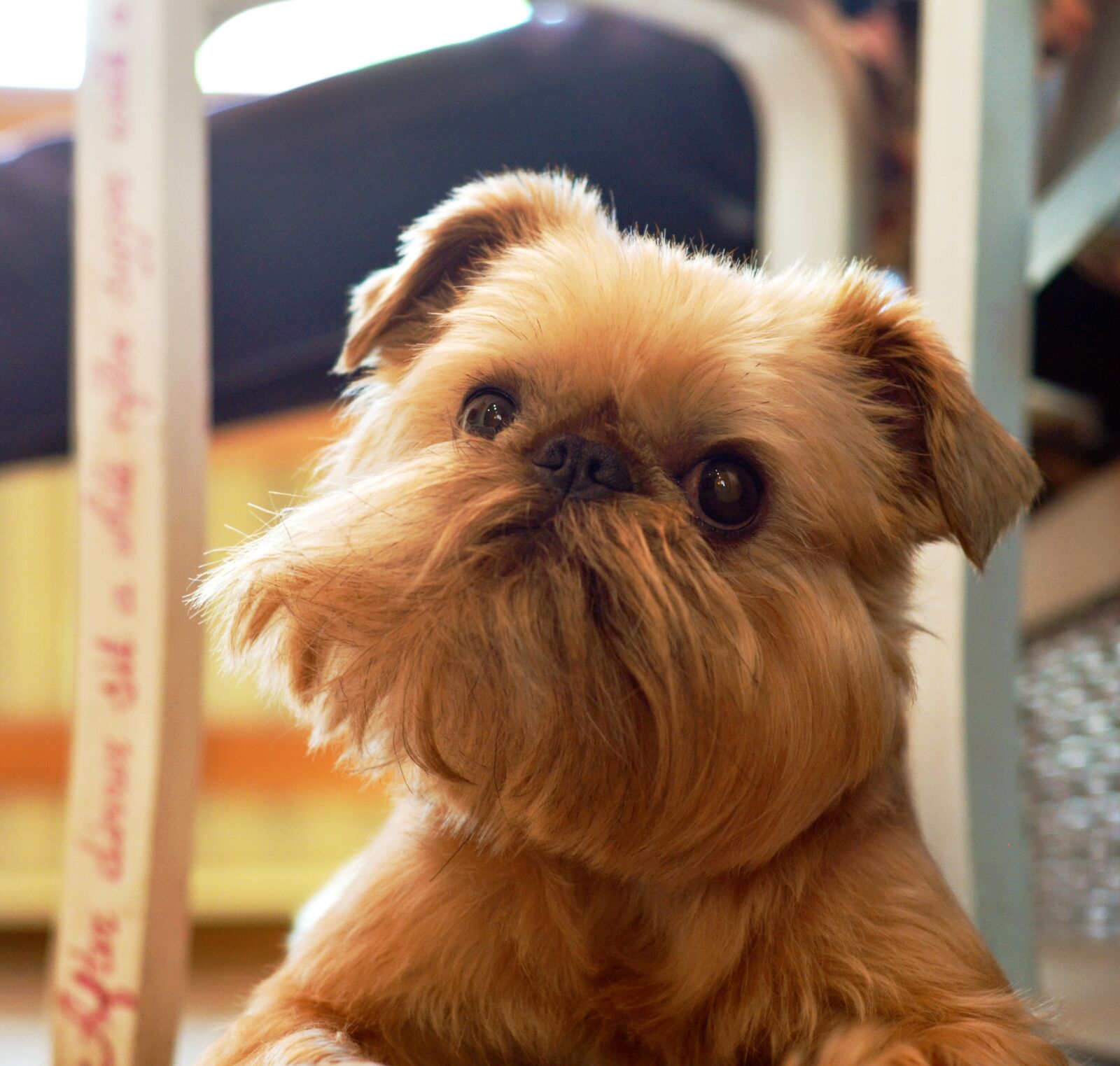 Nikon D5100 sample photo. Griffon, dog, cute photography