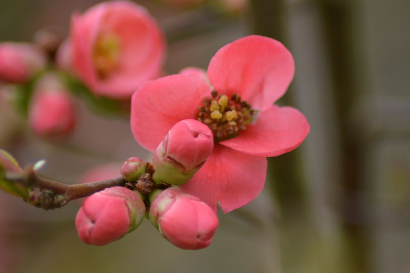 Nikon D3200 sample photo. Bud, pink, flower photography