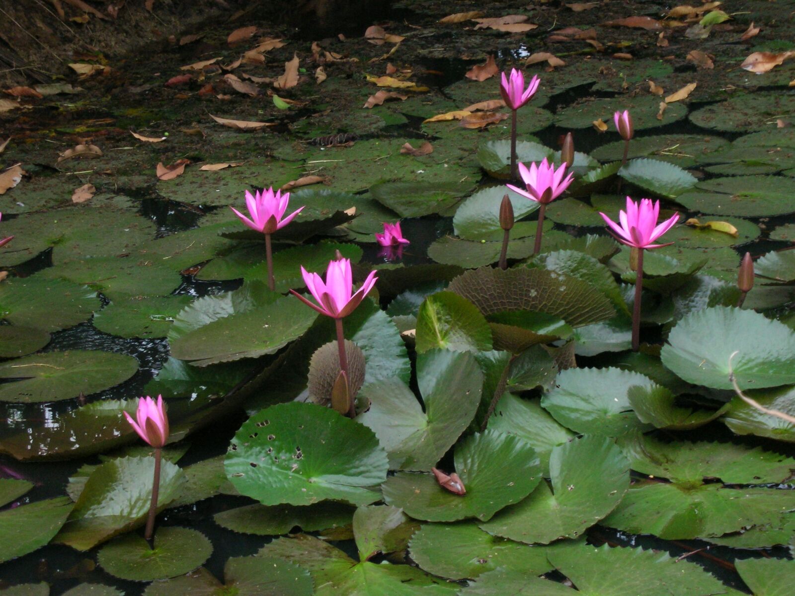 Nikon S1 sample photo. Lotus pond, cambodia, lily photography