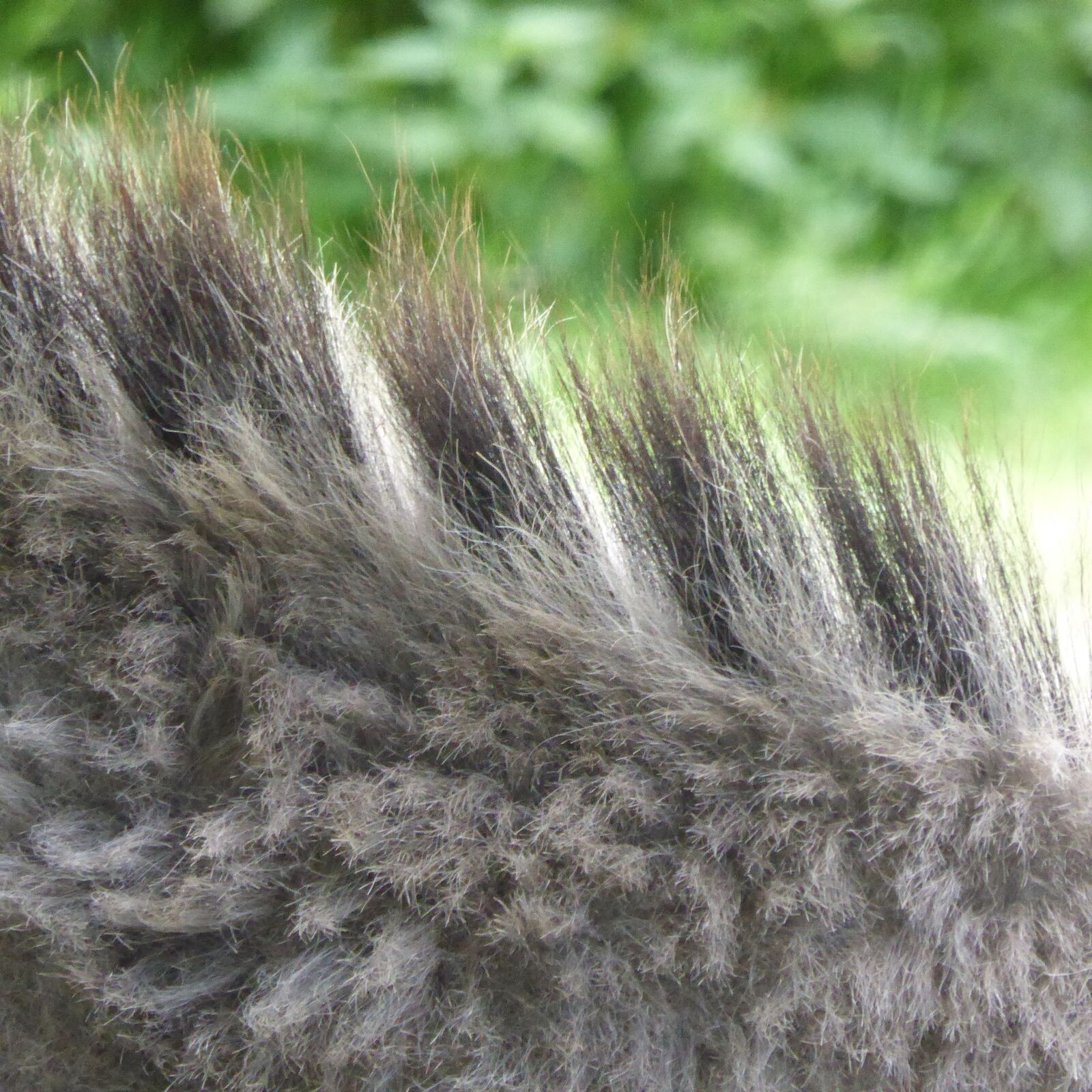 Panasonic DMC-TZ41 sample photo. Donkey, mane, fur photography