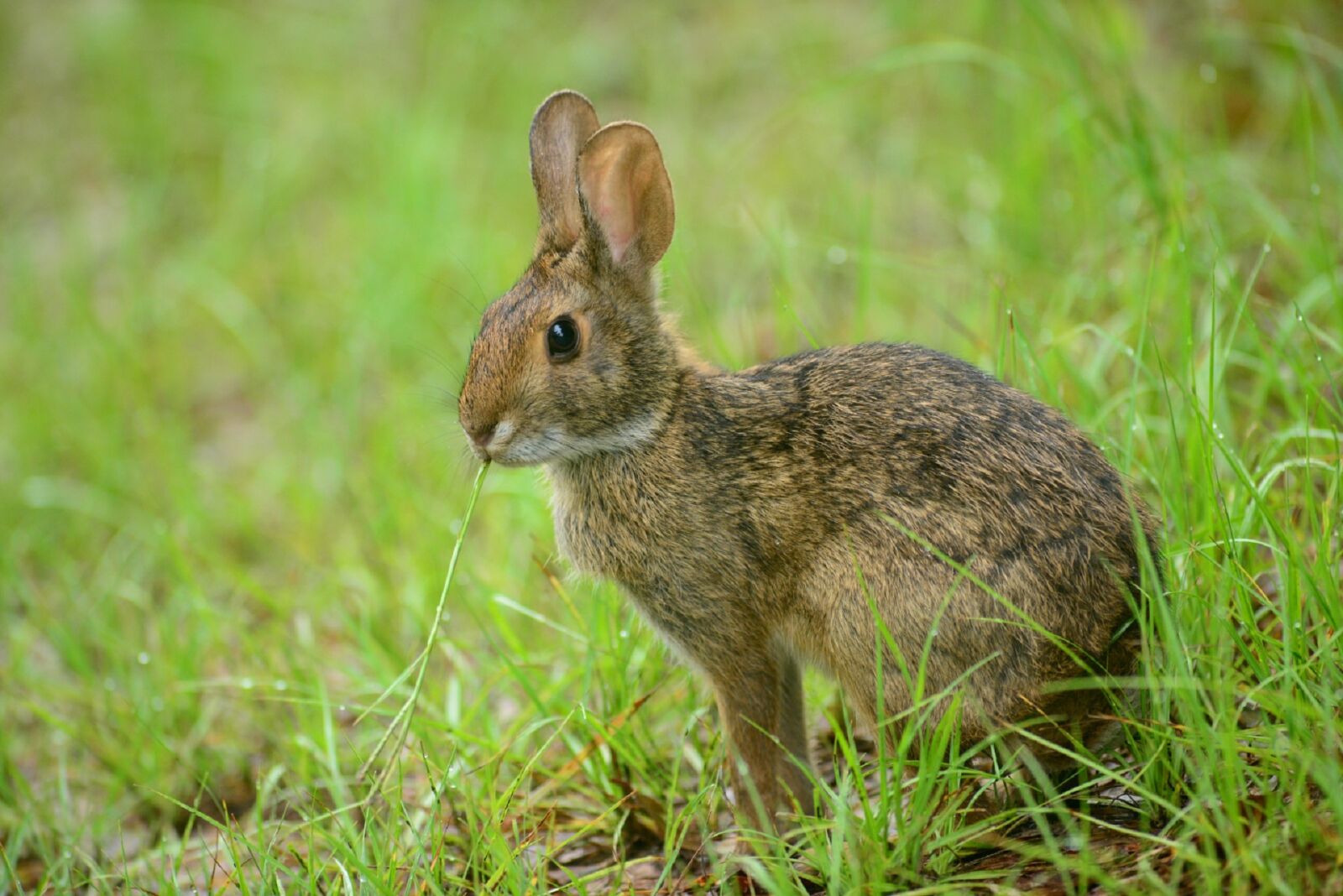 Nikon D800 sample photo. Rabbit, bunny, hare photography