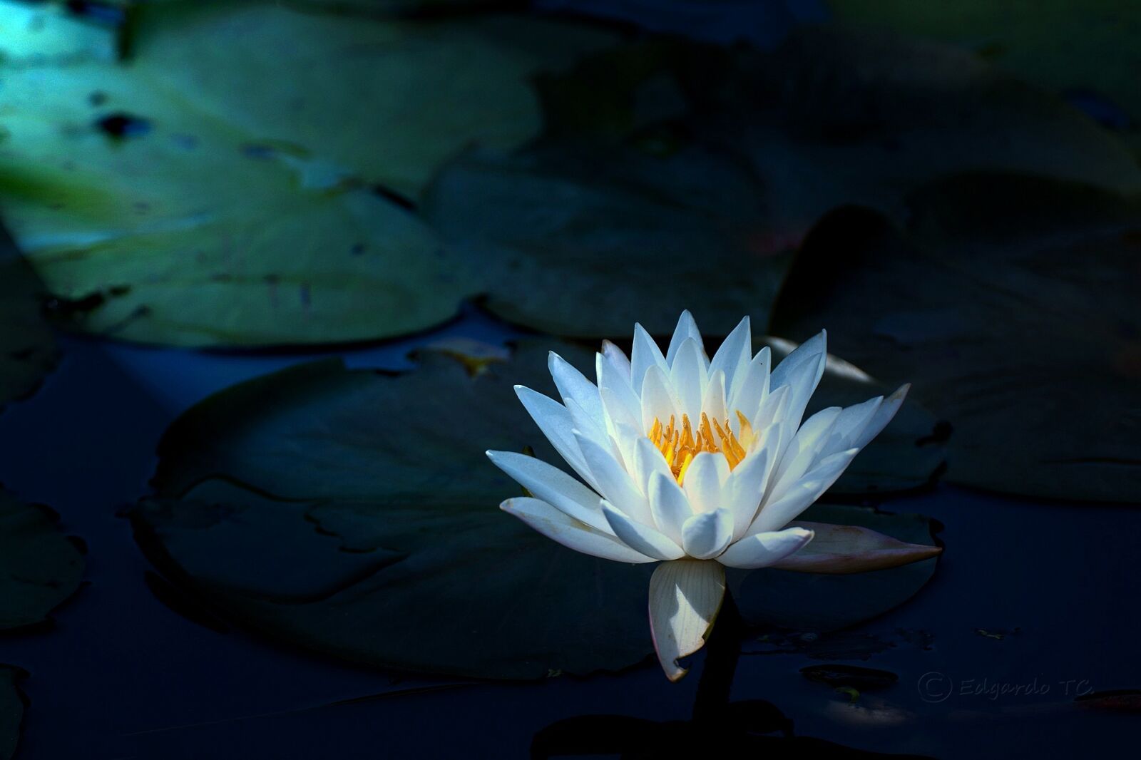 Sony Alpha DSLR-A700 + Minolta AF 100mm F2.8 Macro [New] sample photo. Water lily, white water photography