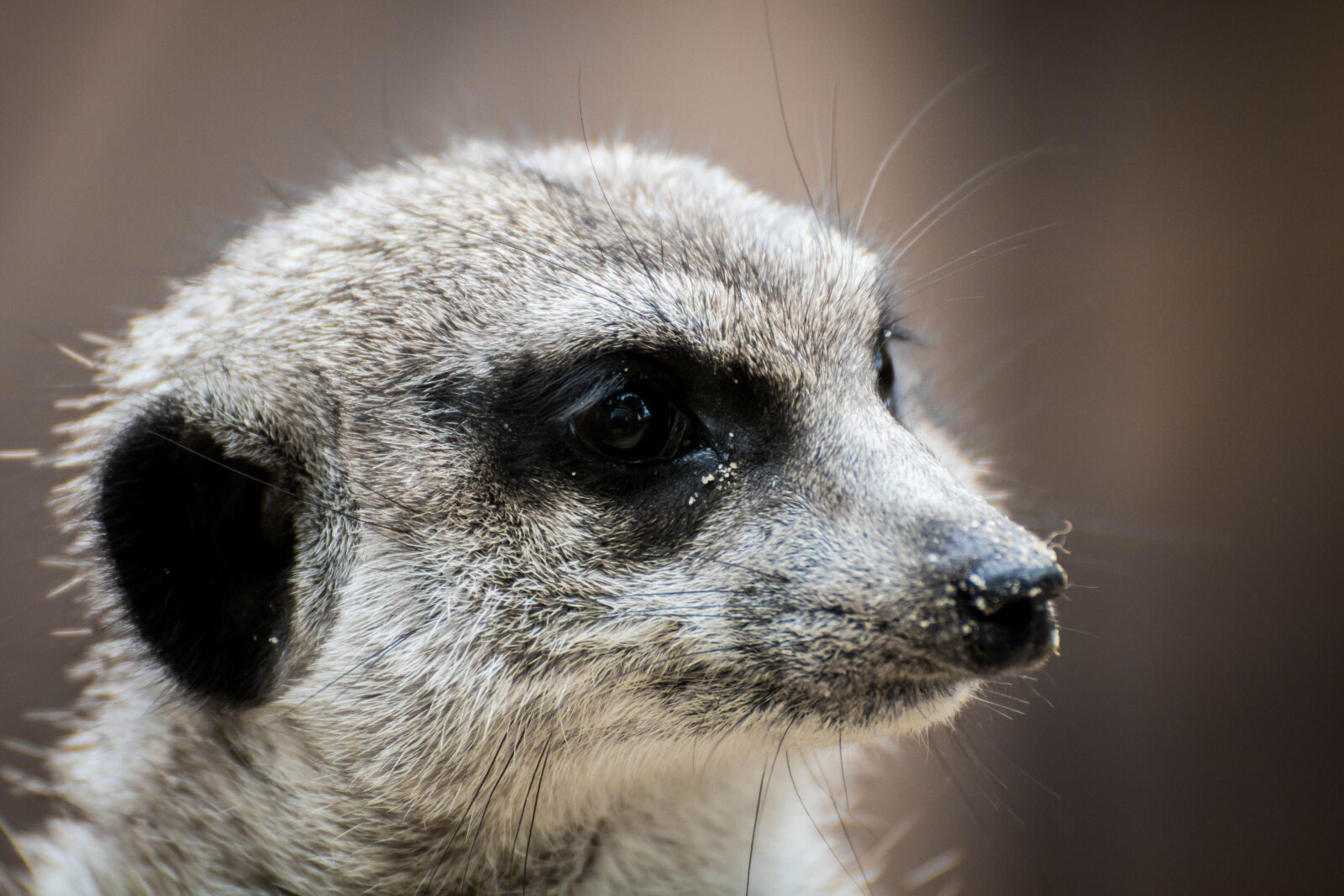 Canon EOS 750D (EOS Rebel T6i / EOS Kiss X8i) sample photo. Erdmann, meerkat, animal portrait photography