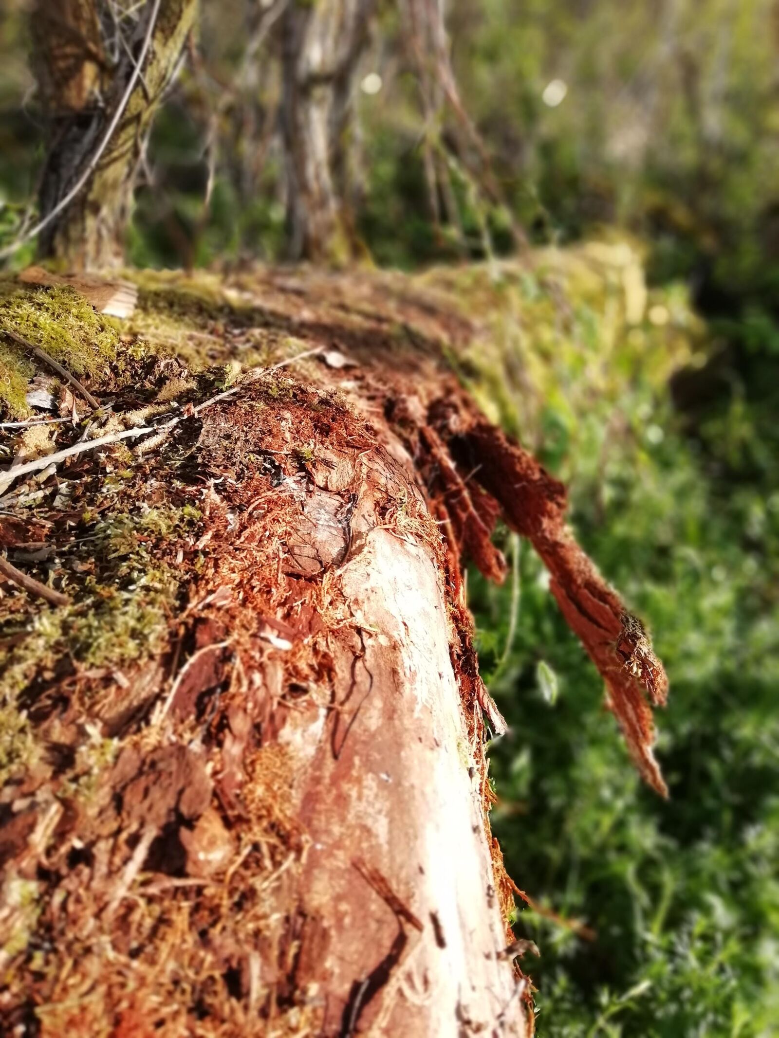 HUAWEI FIG-LX1 sample photo. Green, trunk, nature photography