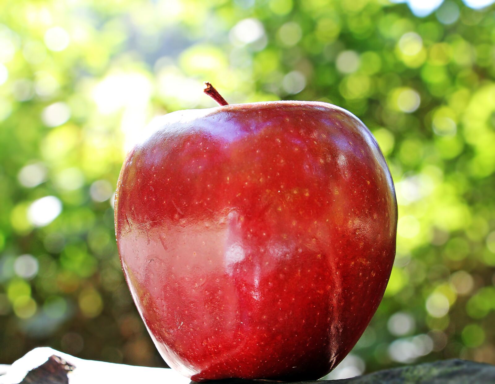 Canon EOS 550D (EOS Rebel T2i / EOS Kiss X4) sample photo. Apple, red apple, red photography