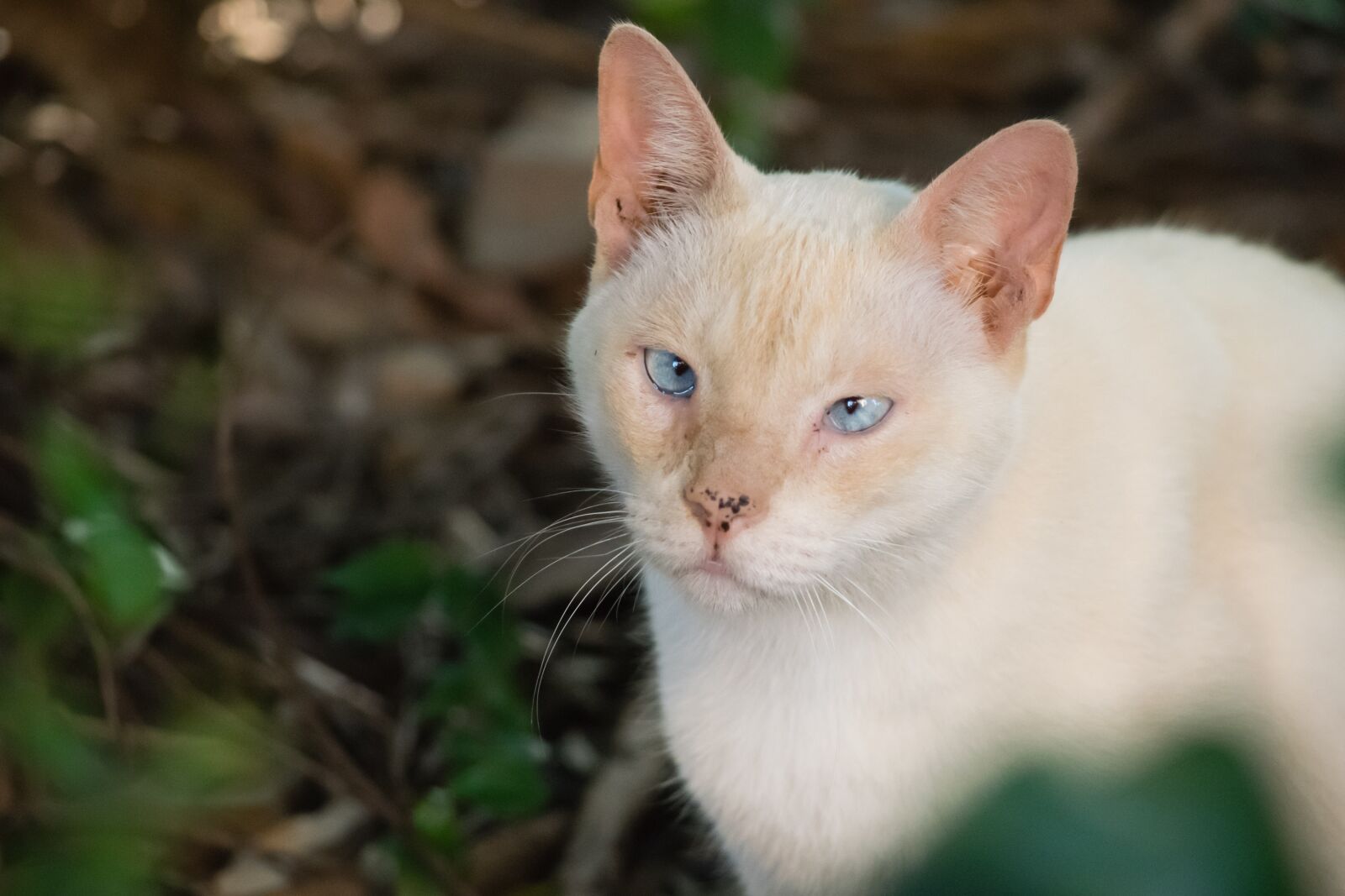 Nikon D5300 sample photo. Cat, white, animal photography