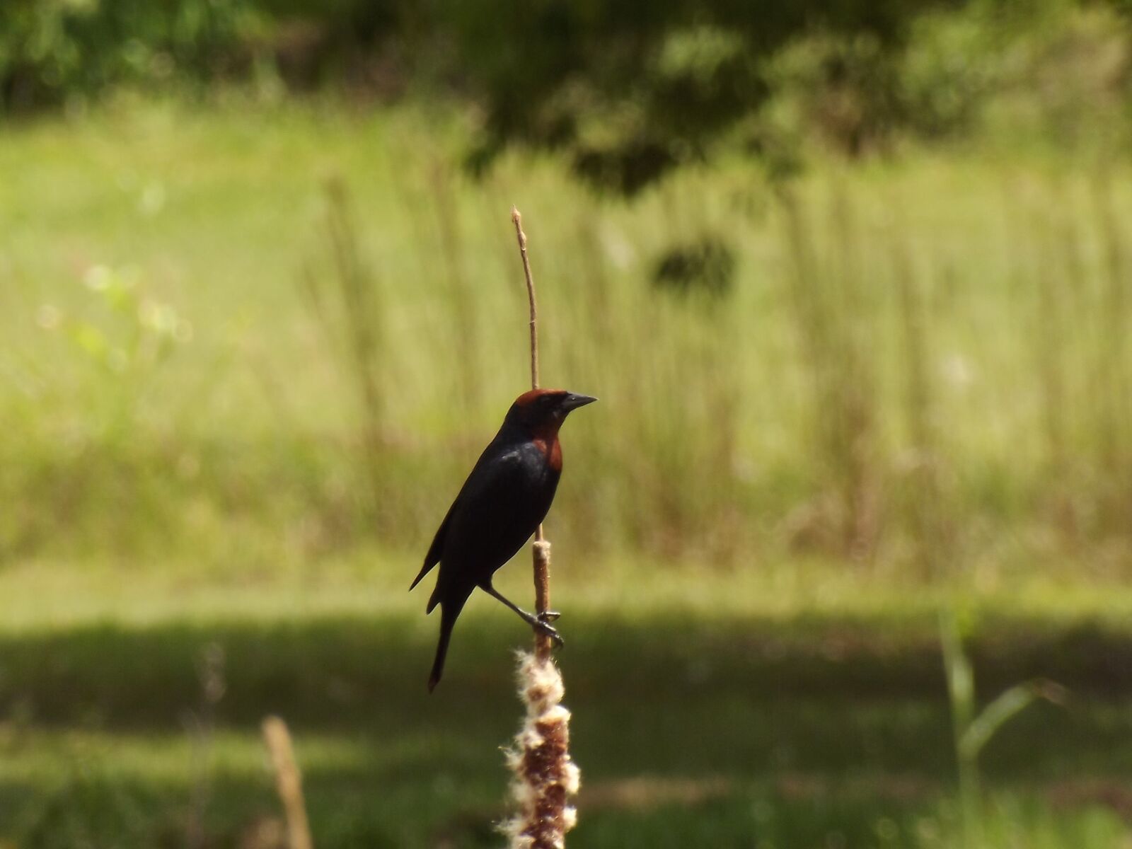 FujiFilm FinePix S4000 (FinePix S4050) sample photo. Bird, nature, fauna photography