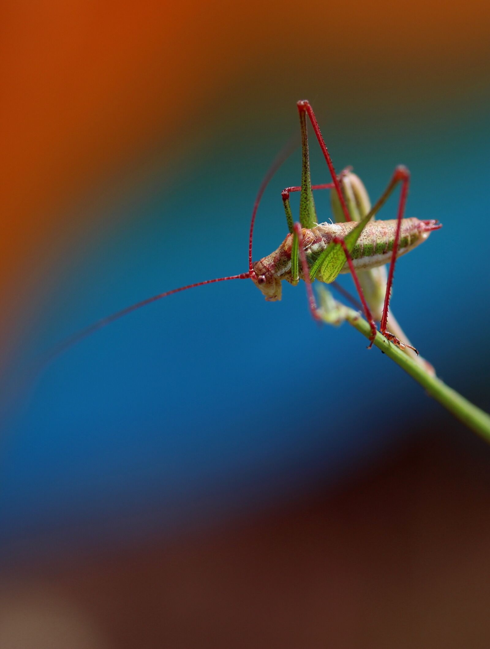 Canon EF-S 60mm F2.8 Macro USM sample photo. Grasshopper, plant, rest photography