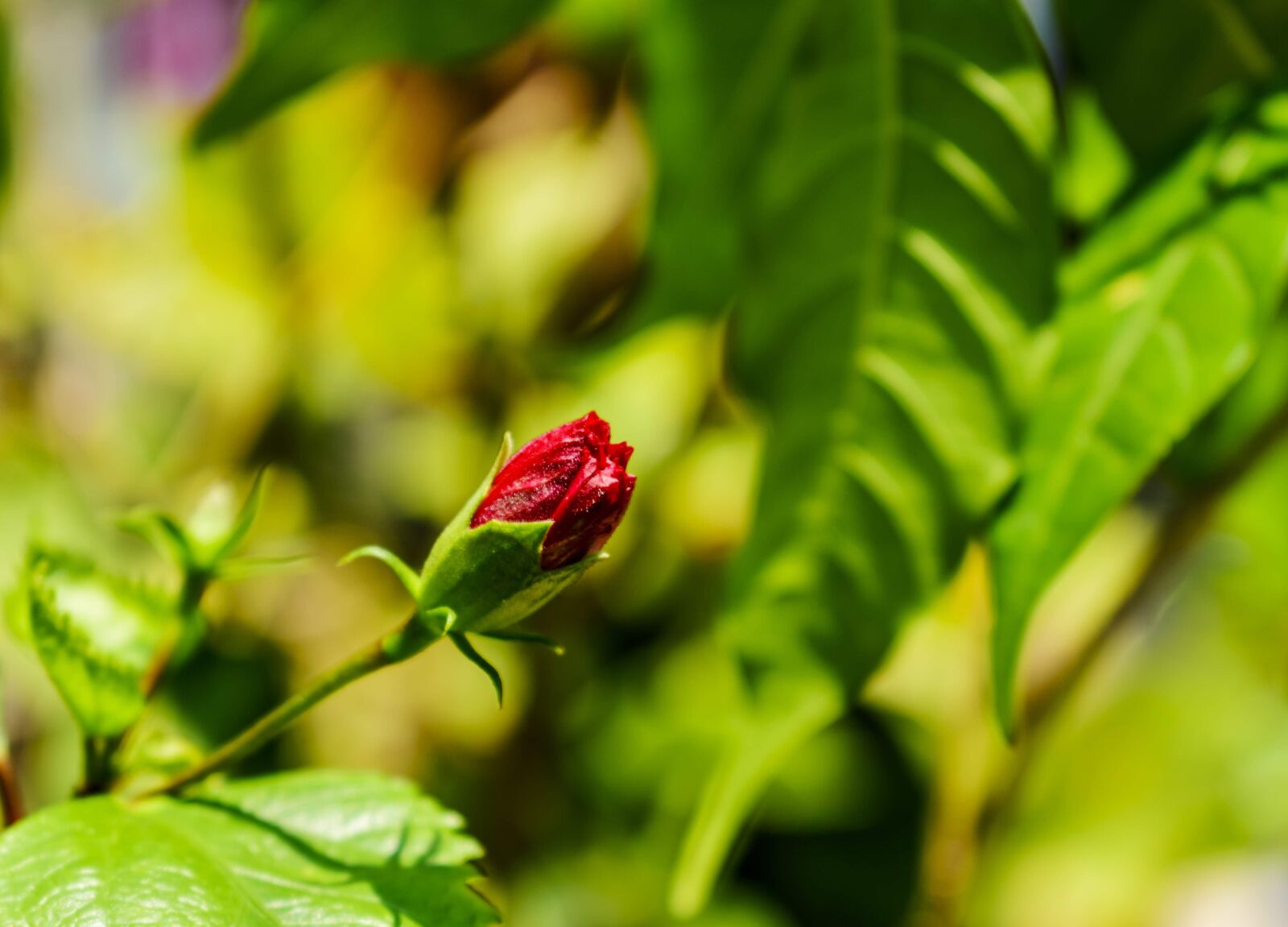 Nikon D3400 sample photo. Flora, beautiful, floral photography