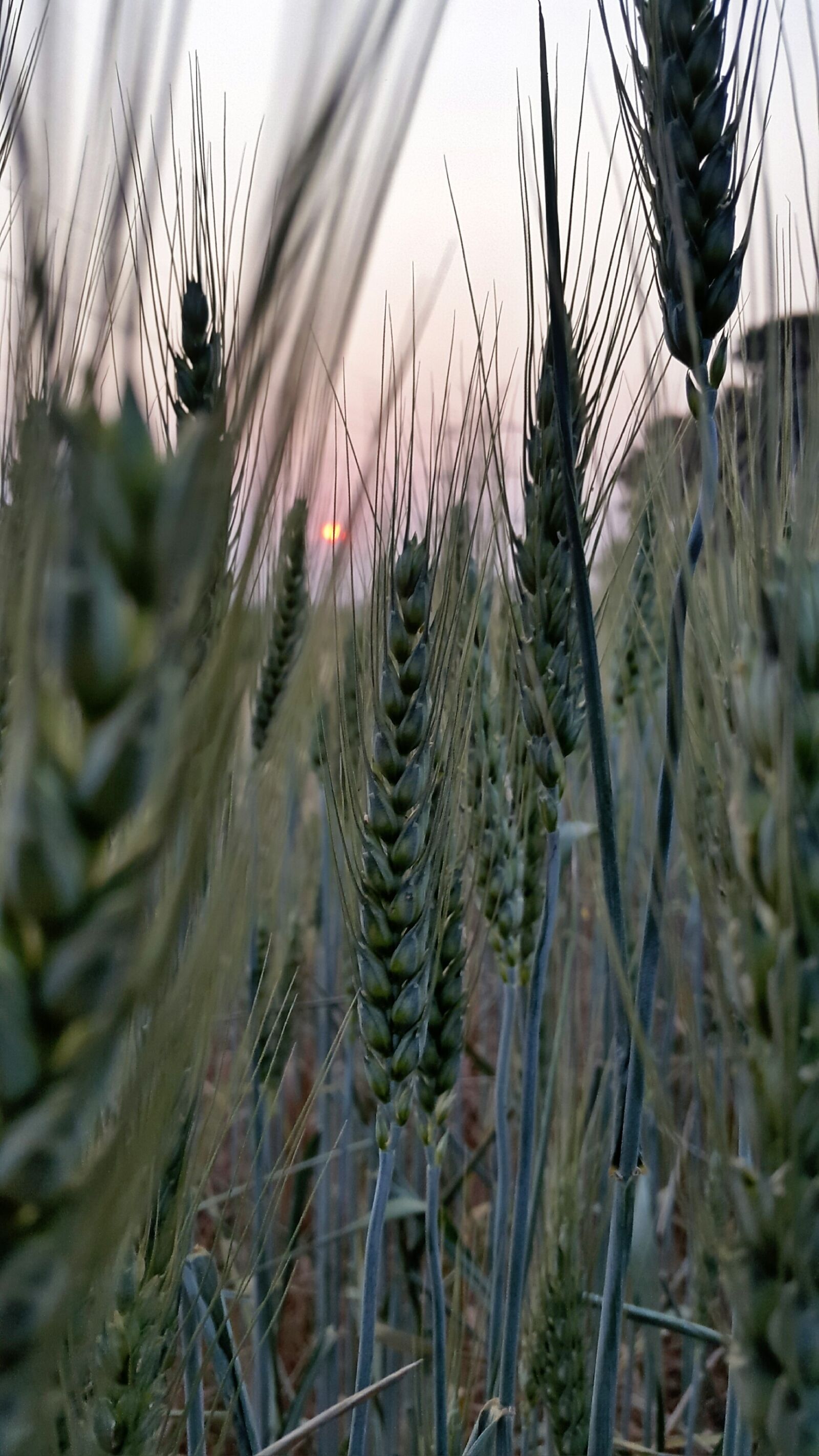 Samsung Galaxy S5 sample photo. Nature, flora, outdoors photography