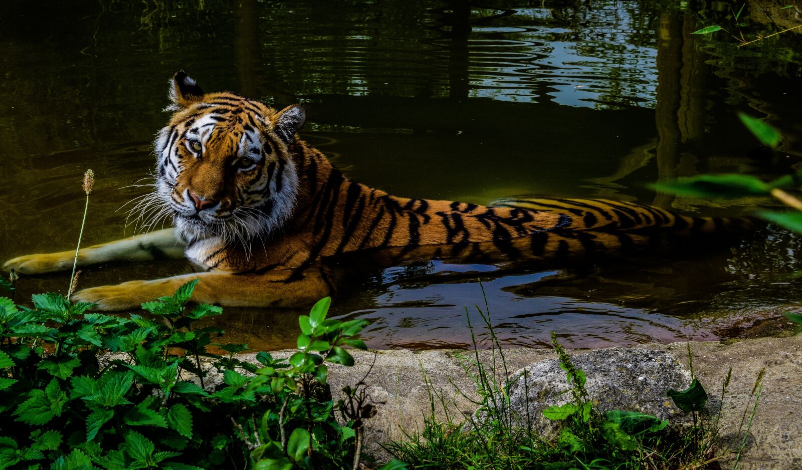 Nikon D3300 sample photo. Tiger, animal, zoo photography
