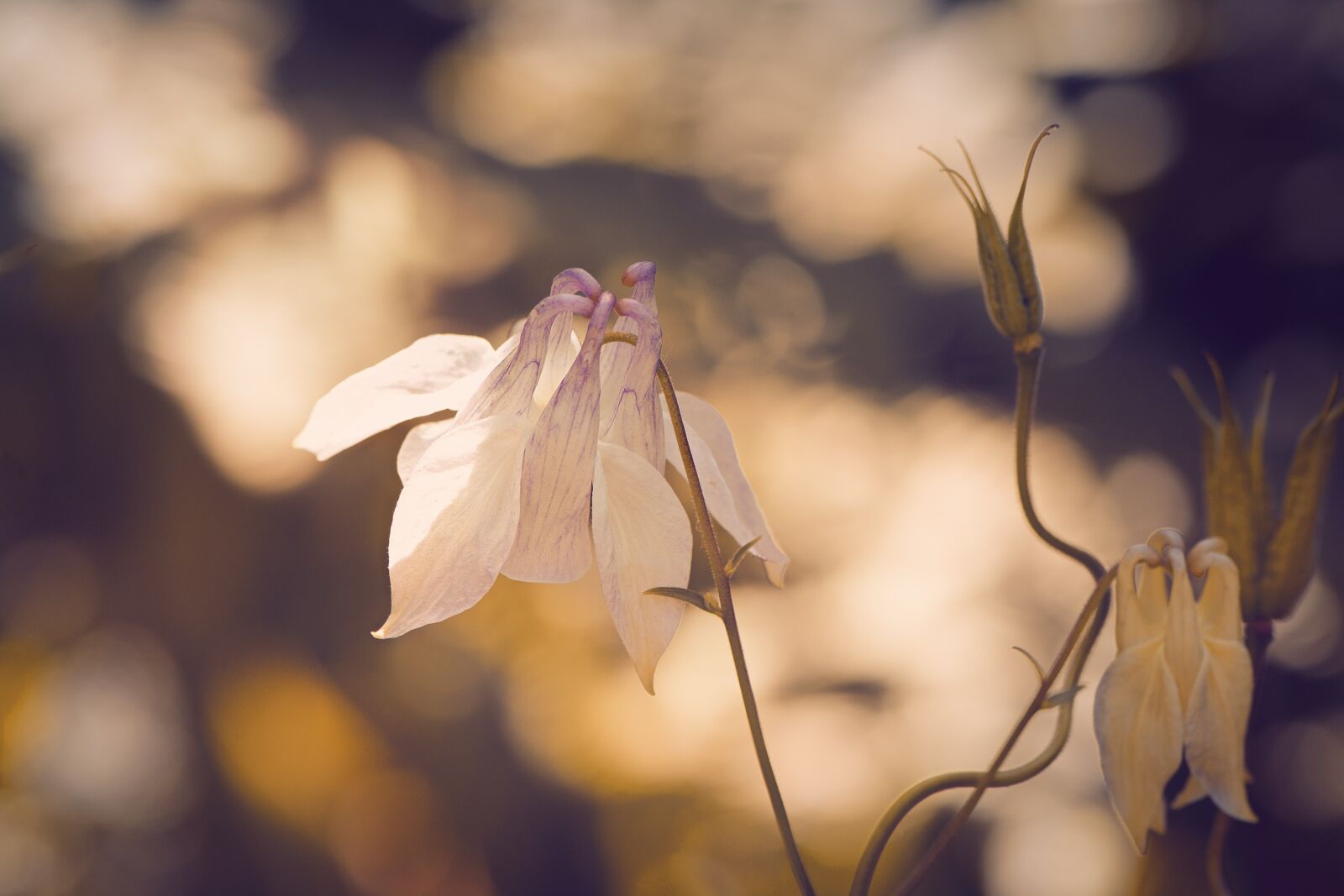 Nikon D7100 sample photo. Columbine, pointed-akelei, pointed flower photography