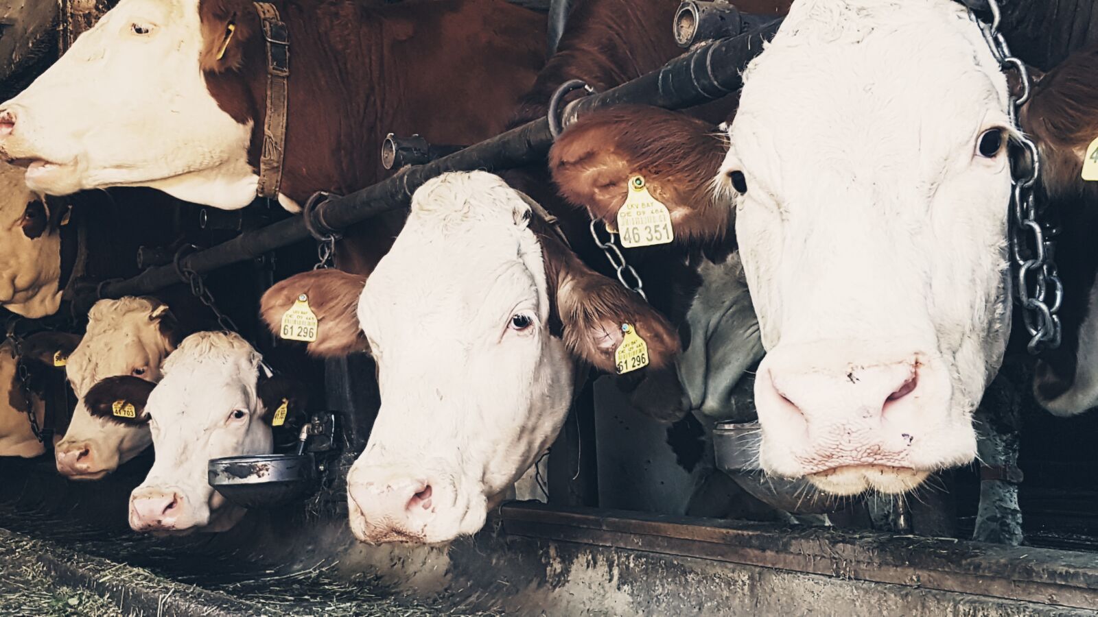 Samsung Galaxy S7 sample photo. Cow, cows, agriculture photography