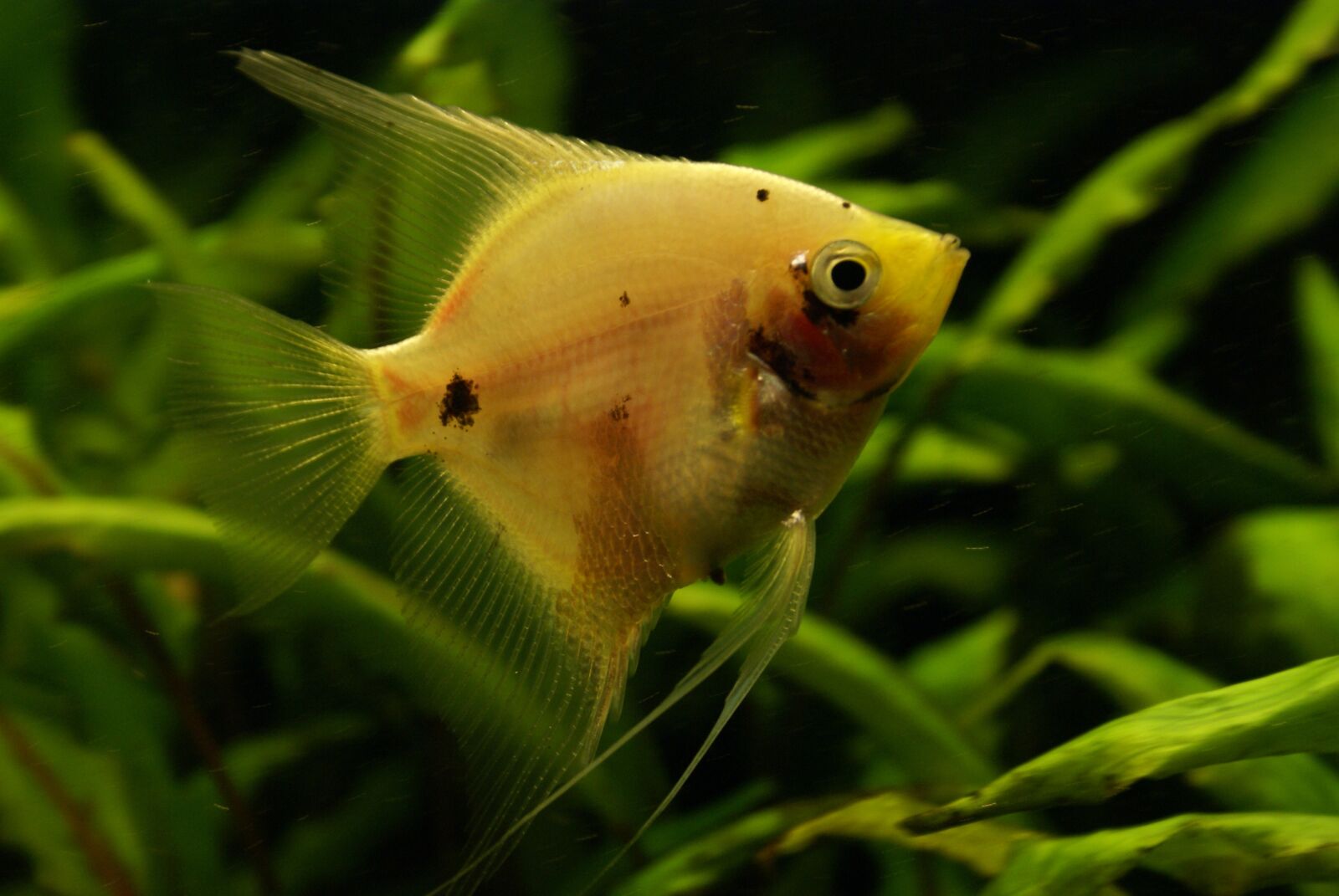 Sony Alpha DSLR-A100 sample photo. Fish, aquarium, underwater photography