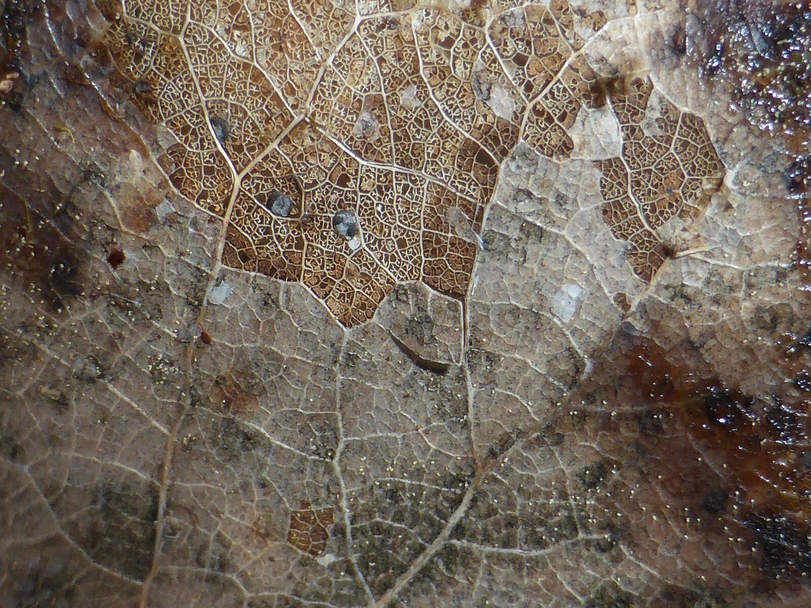 Panasonic Lumix DMC-ZS30 (Lumix DMC-TZ40) sample photo. Leaf, texture, natural photography